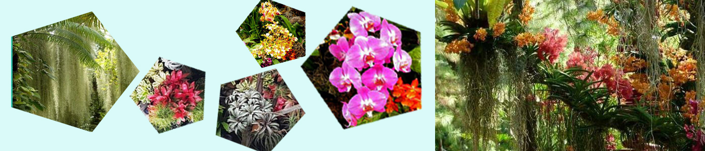 Cây không khí – Dứa màu