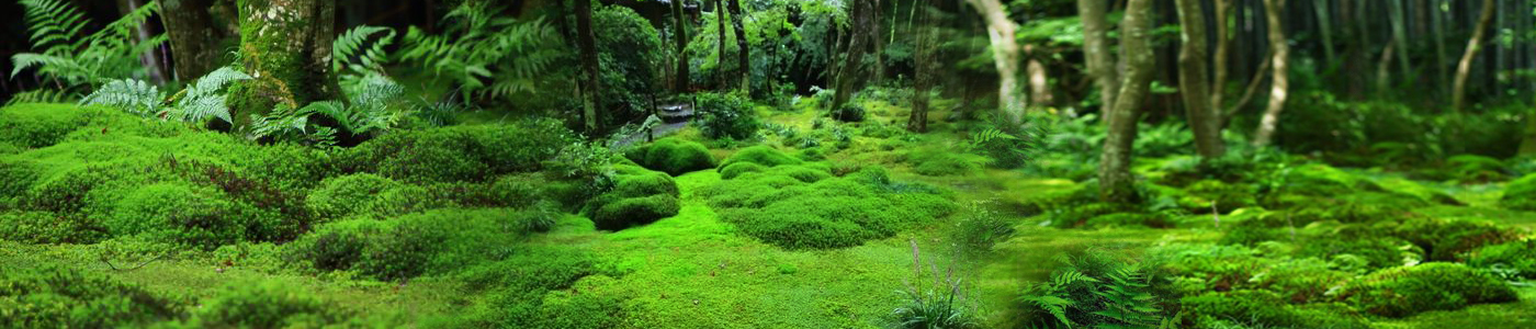 Cây phủ nền
