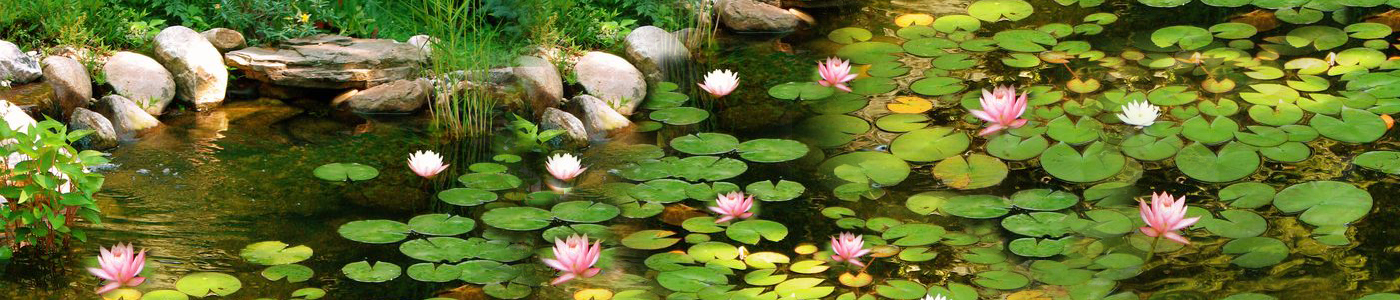 Cây thủy sinh