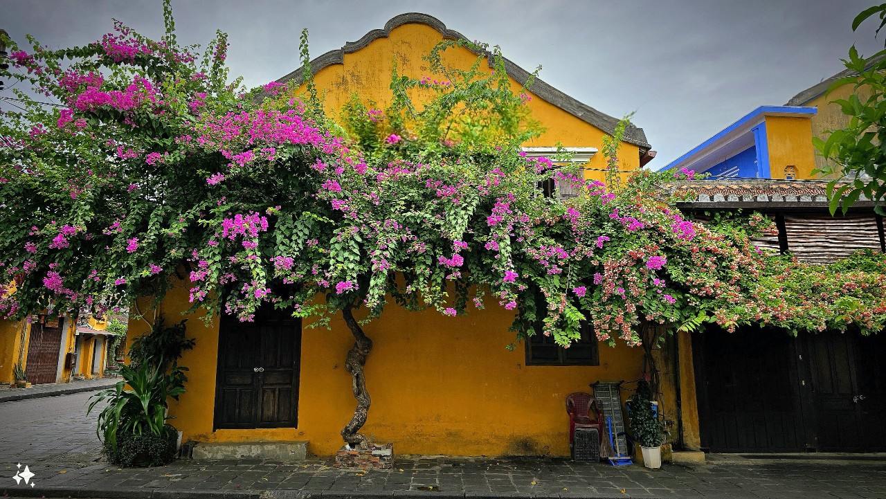 Hoa Dây Leo - Vẻ Đẹp Tinh Tế và Ứng Dụng Đa Dạng Trong Cuộc Sống Hiện Đại