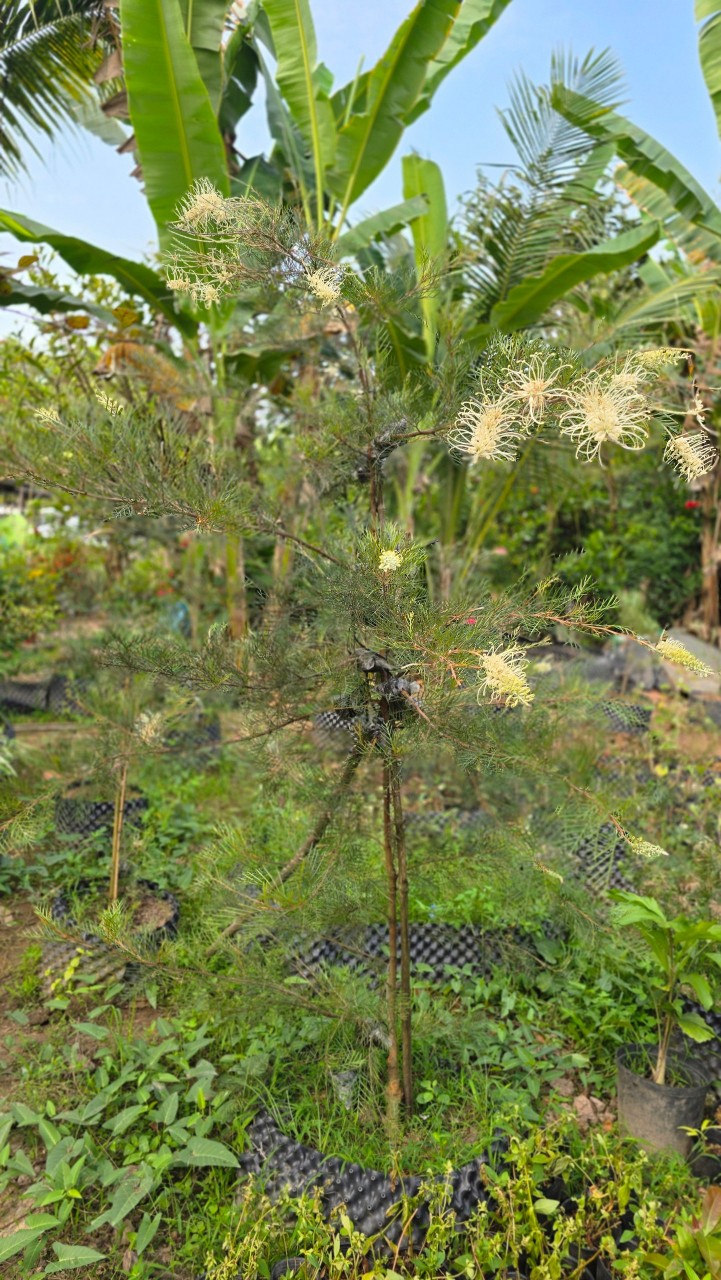 Hoa Nhện Đa Sắc (Hoa Cánh Phượng) – Nhánh Chiết Khỏe