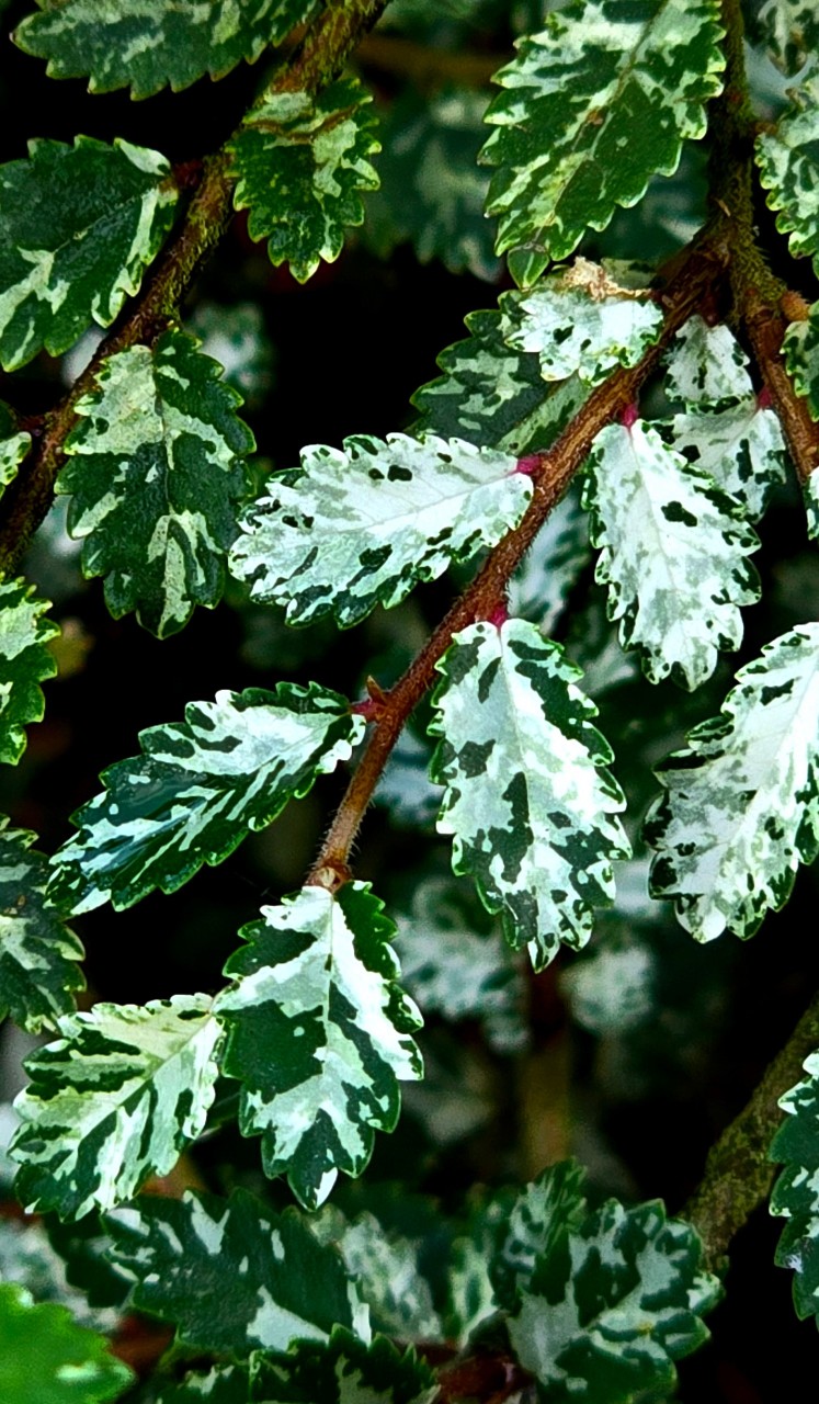Variegated Dwarf Elm Tree (Cây Du Lùn)