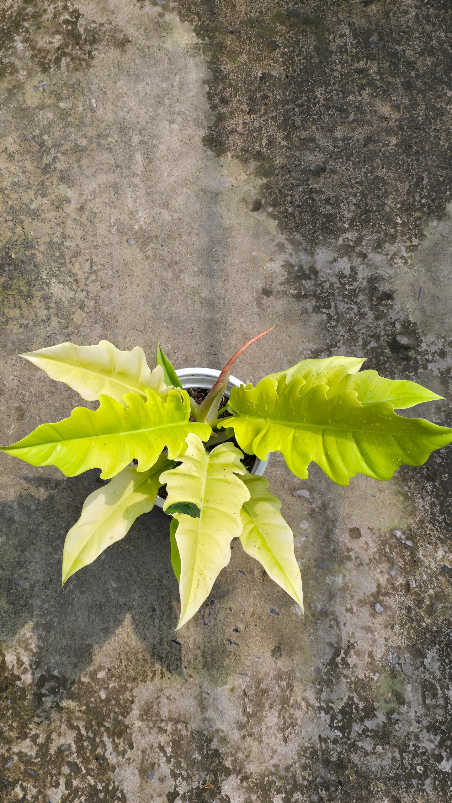 Cây Cung Đàn Vàng (Philodendron Ring Of Fire Gold)