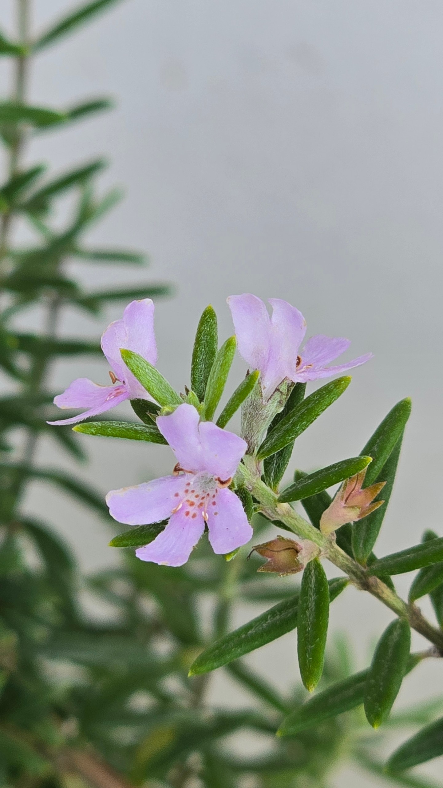 Cây Xạ Hương
