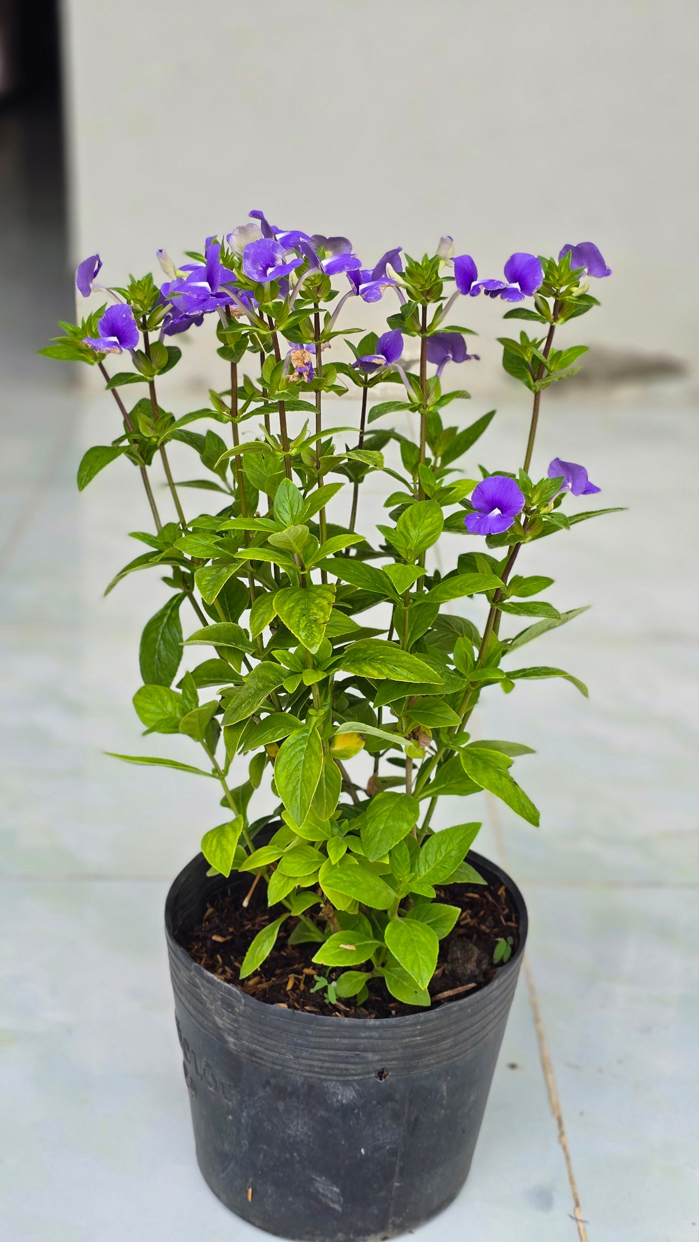 Cây Hoa Ngọc Bích