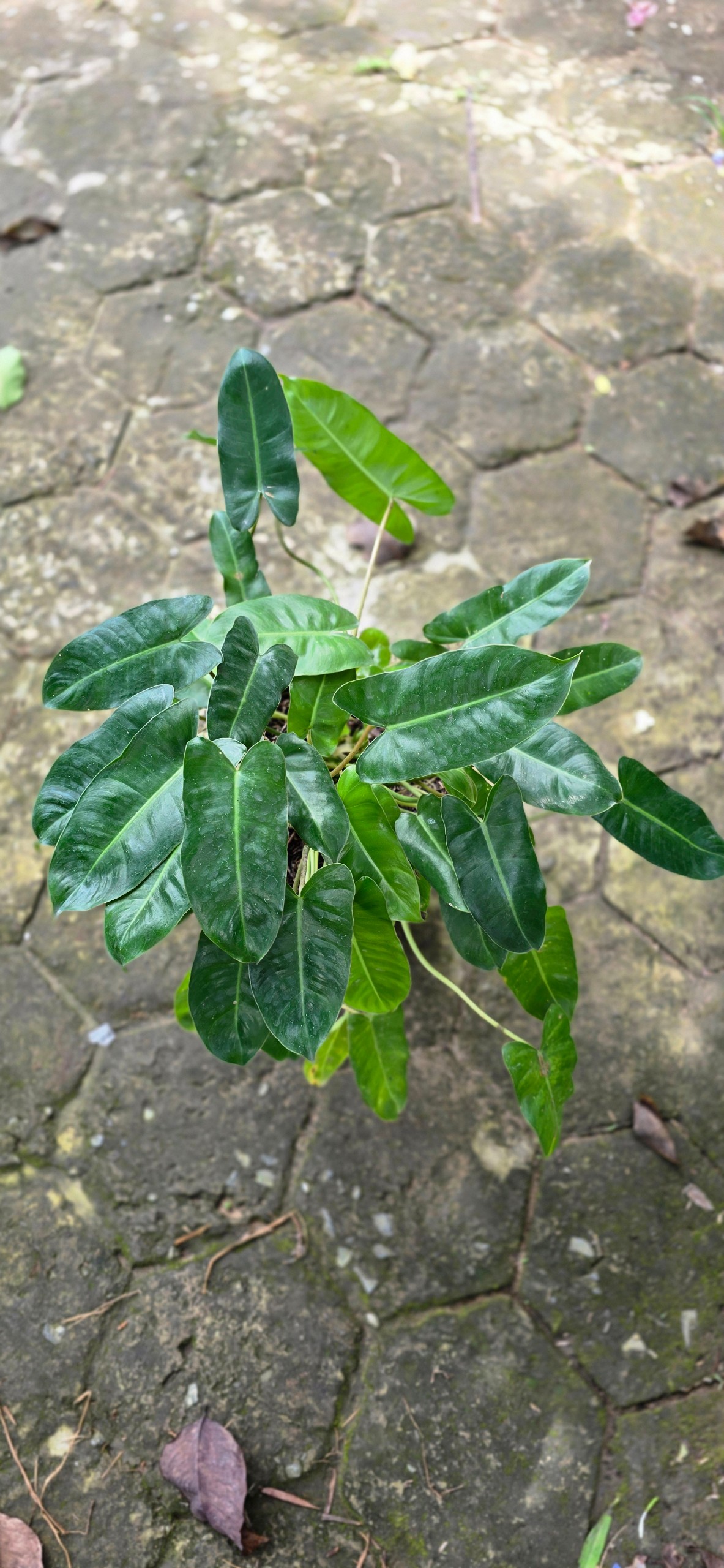 Cây Trầu Bà Tỷ Phú Xanh