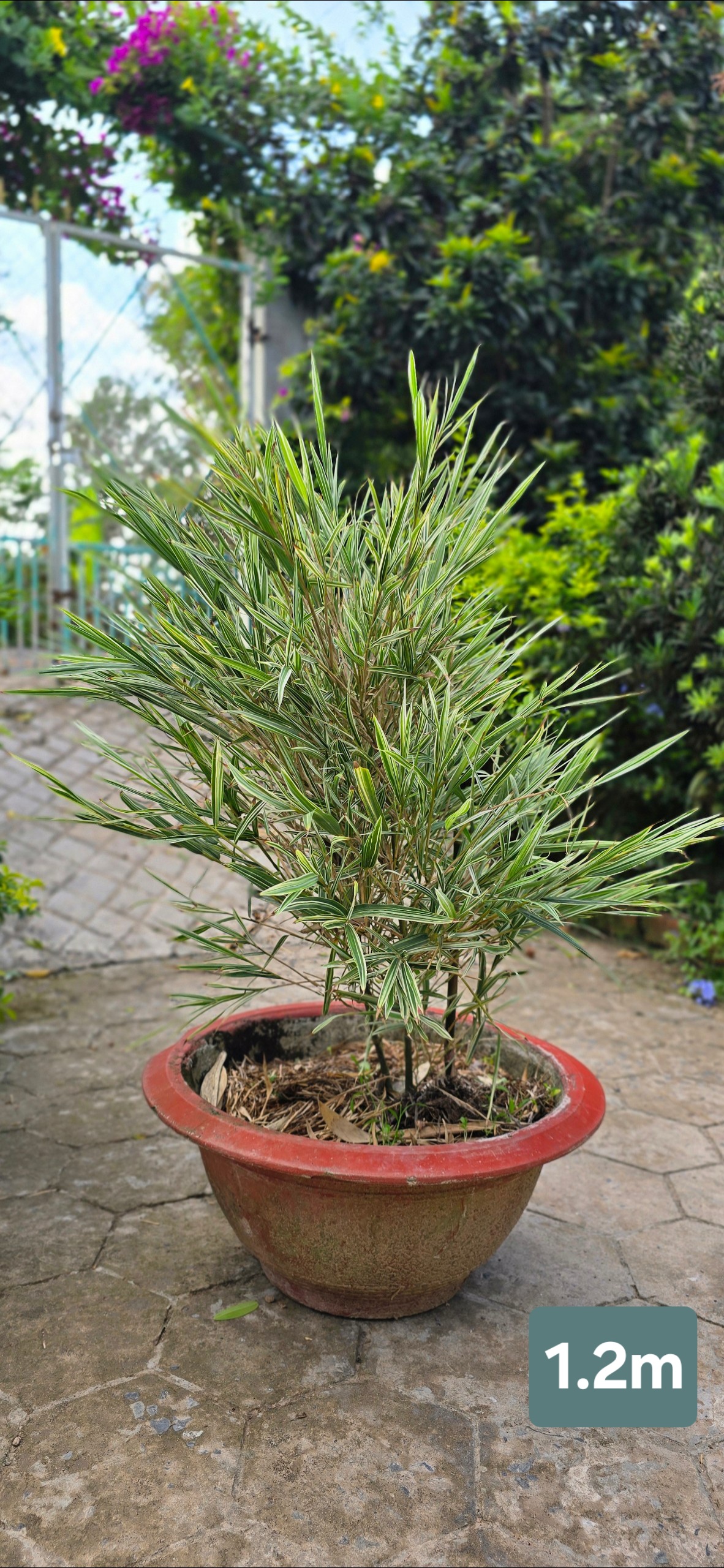 Cây Tre Var Lá Nhỏ