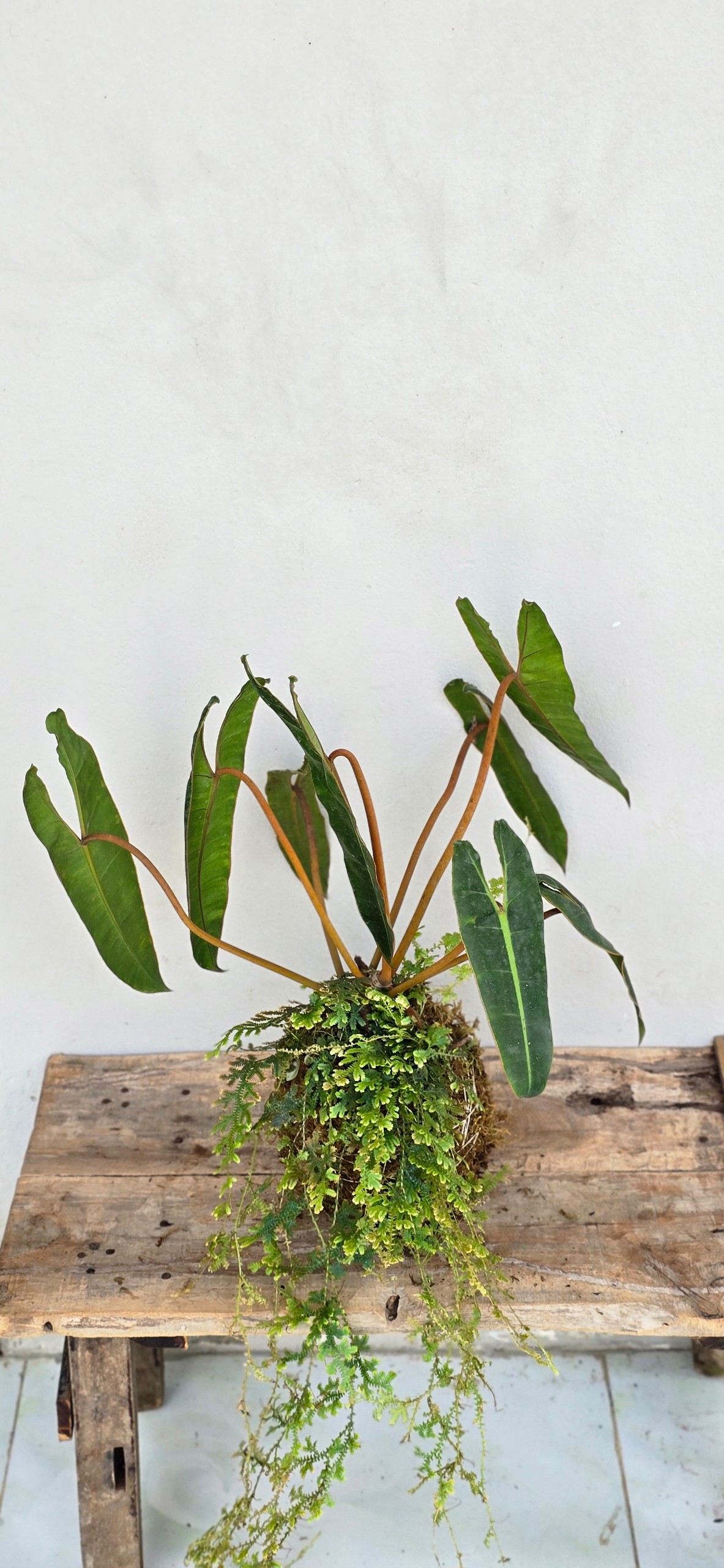 Cây Hạc Cam (Kokedama)