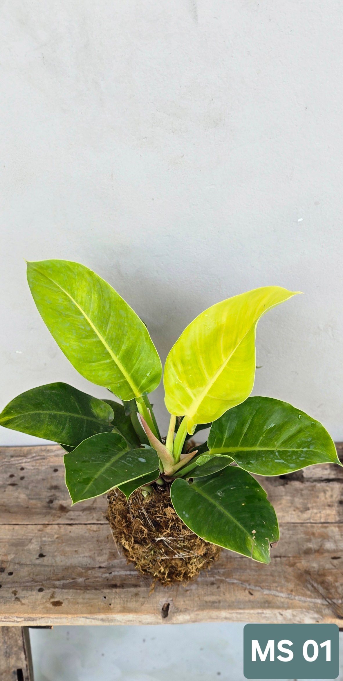 Cây Đế Vương Vàng (Kokedama)