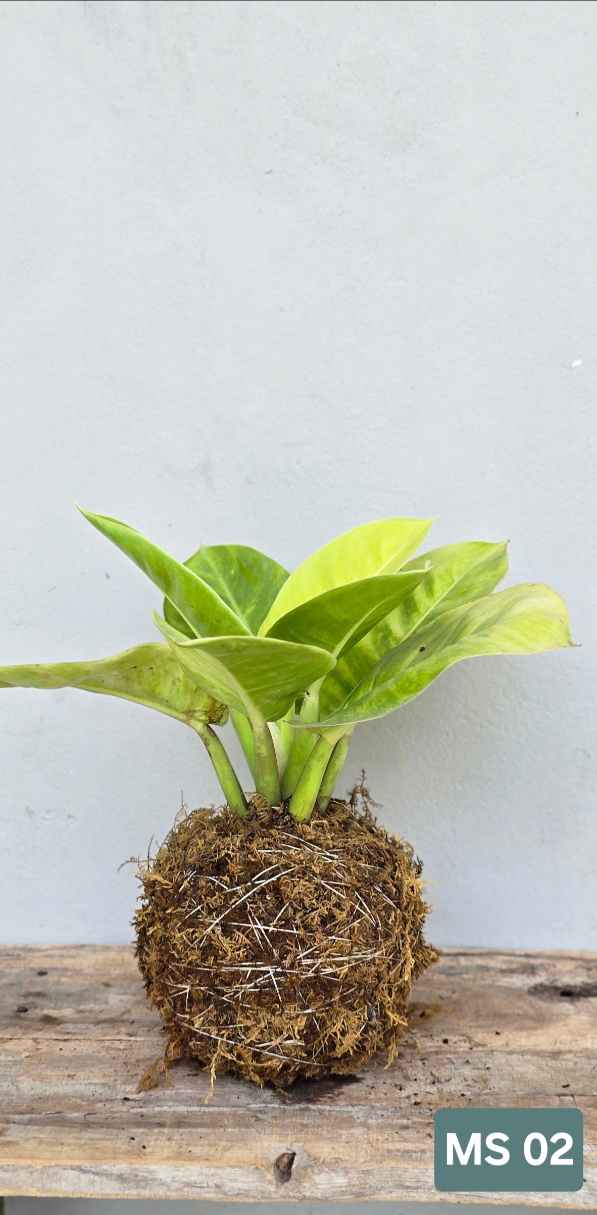 Cây Đế Vương Vàng (Kokedama)