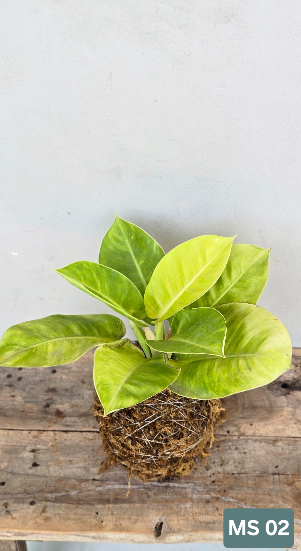 Cây Đế Vương Vàng (Kokedama)