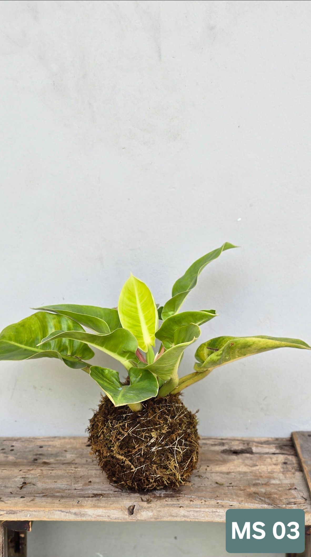 Cây Đế Vương Vàng (Kokedama)