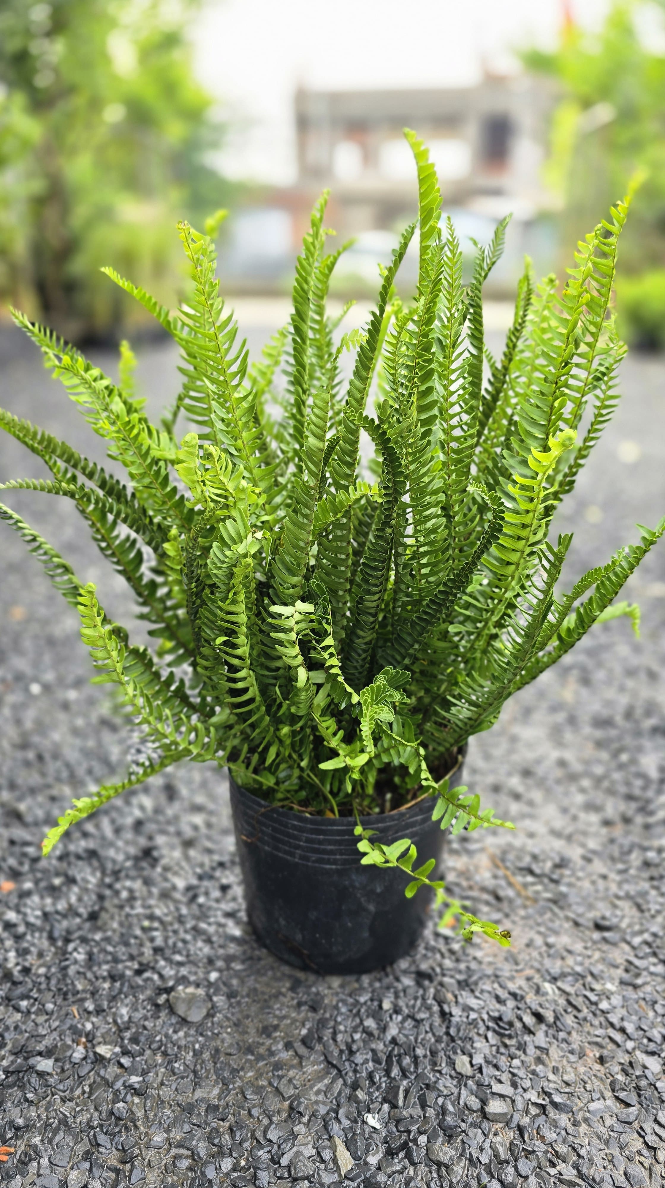 Cây Dương Xỉ Lá Me