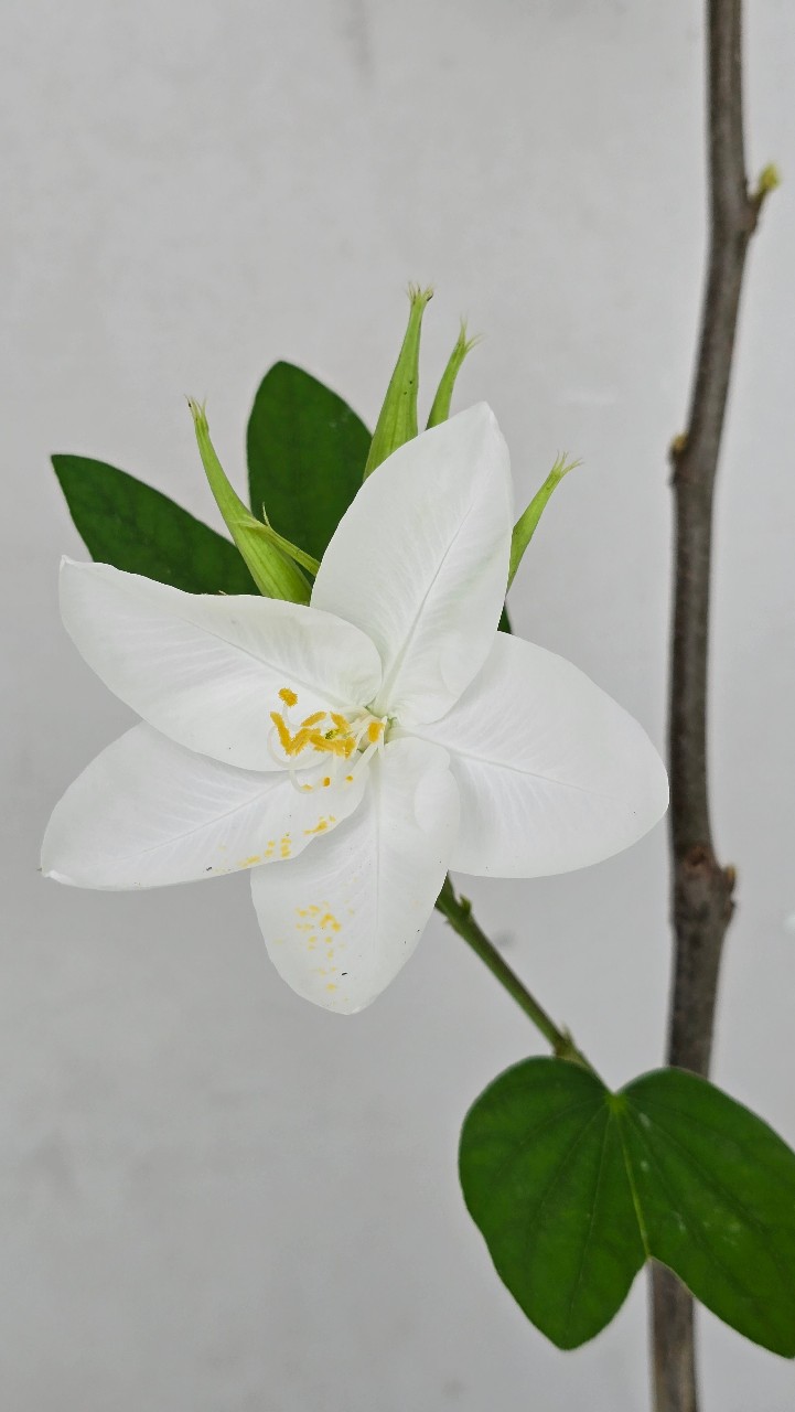 Cây Hoa Ban Trắng (Móng Bò Trắng)