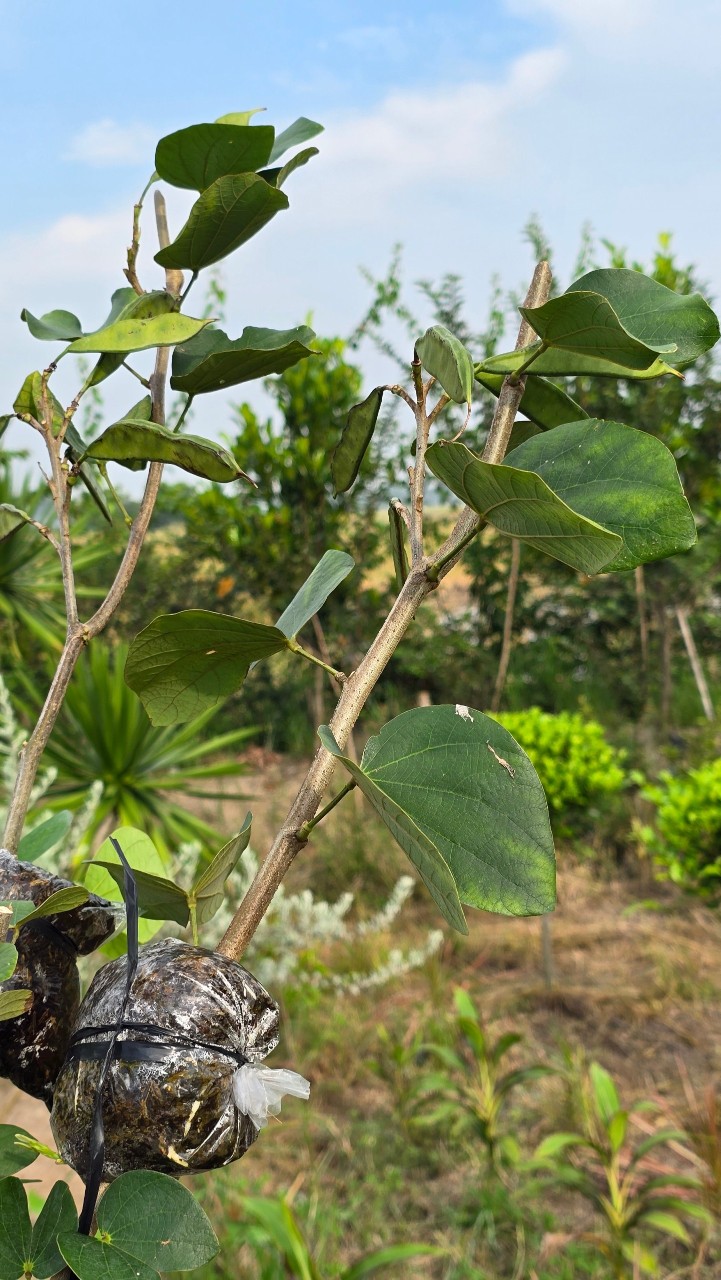 Cây Hoa Ban Trắng (Móng Bò Trắng)