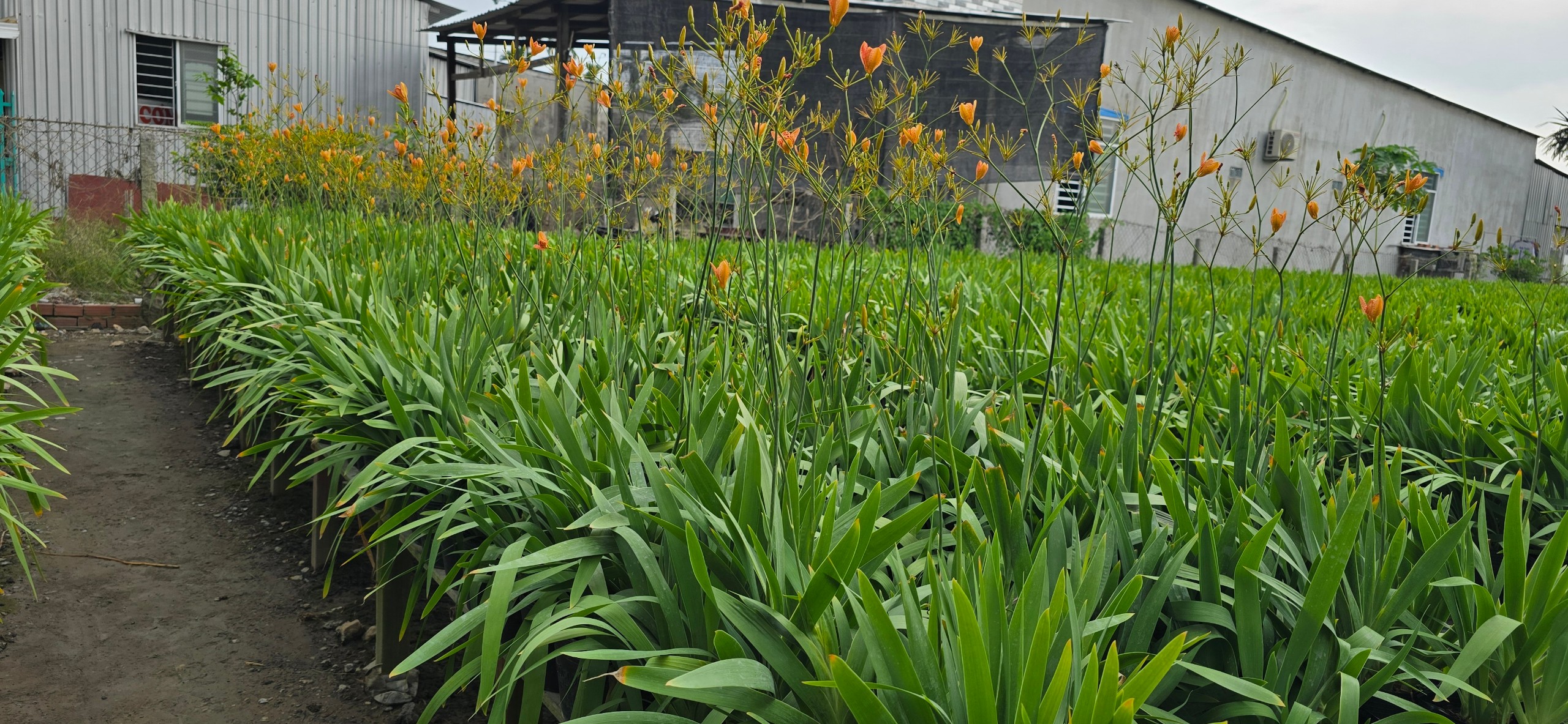 Cây Lan Rẻ Quạt Cam (Xạ Can)