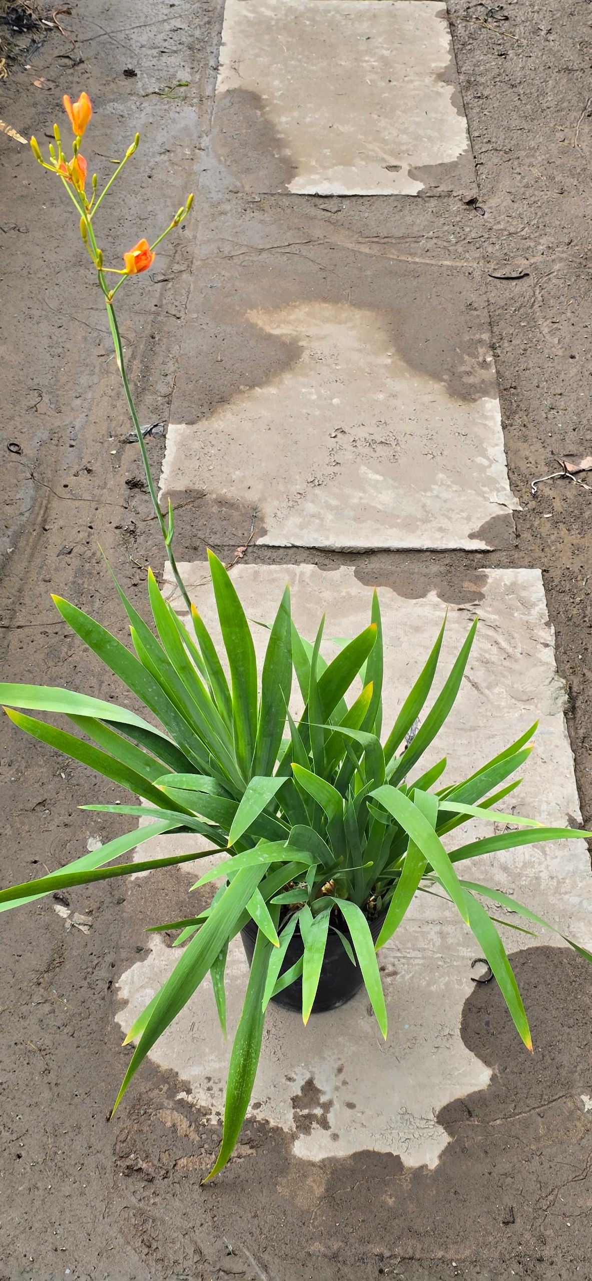 Cây Lan Rẻ Quạt Cam (Xạ Can)