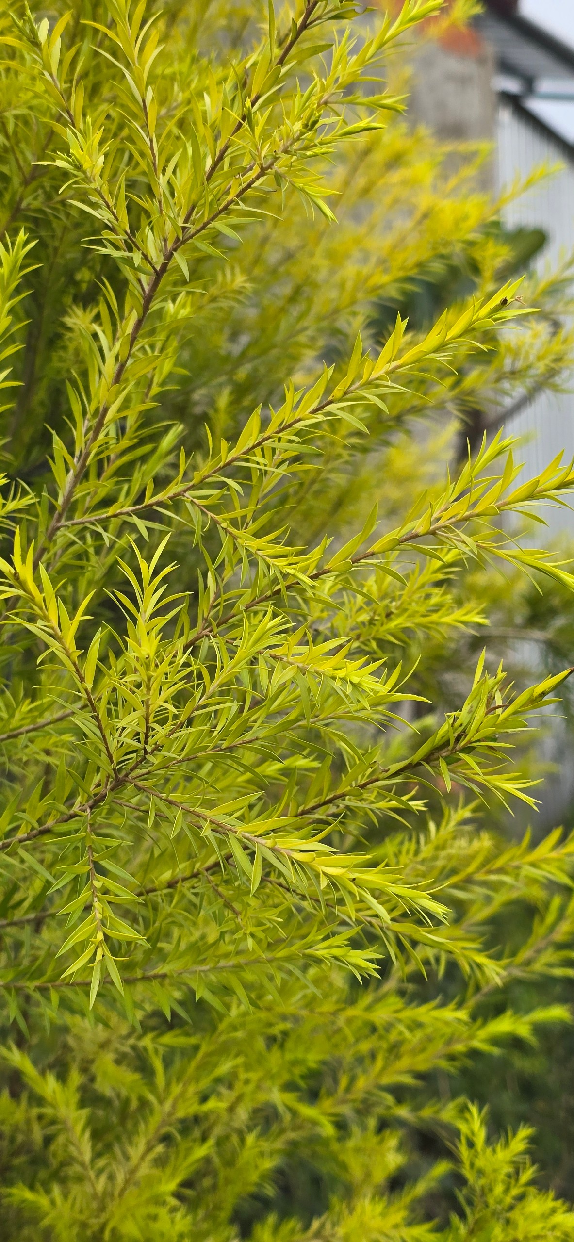 Cây Tràm Liễu Vàng