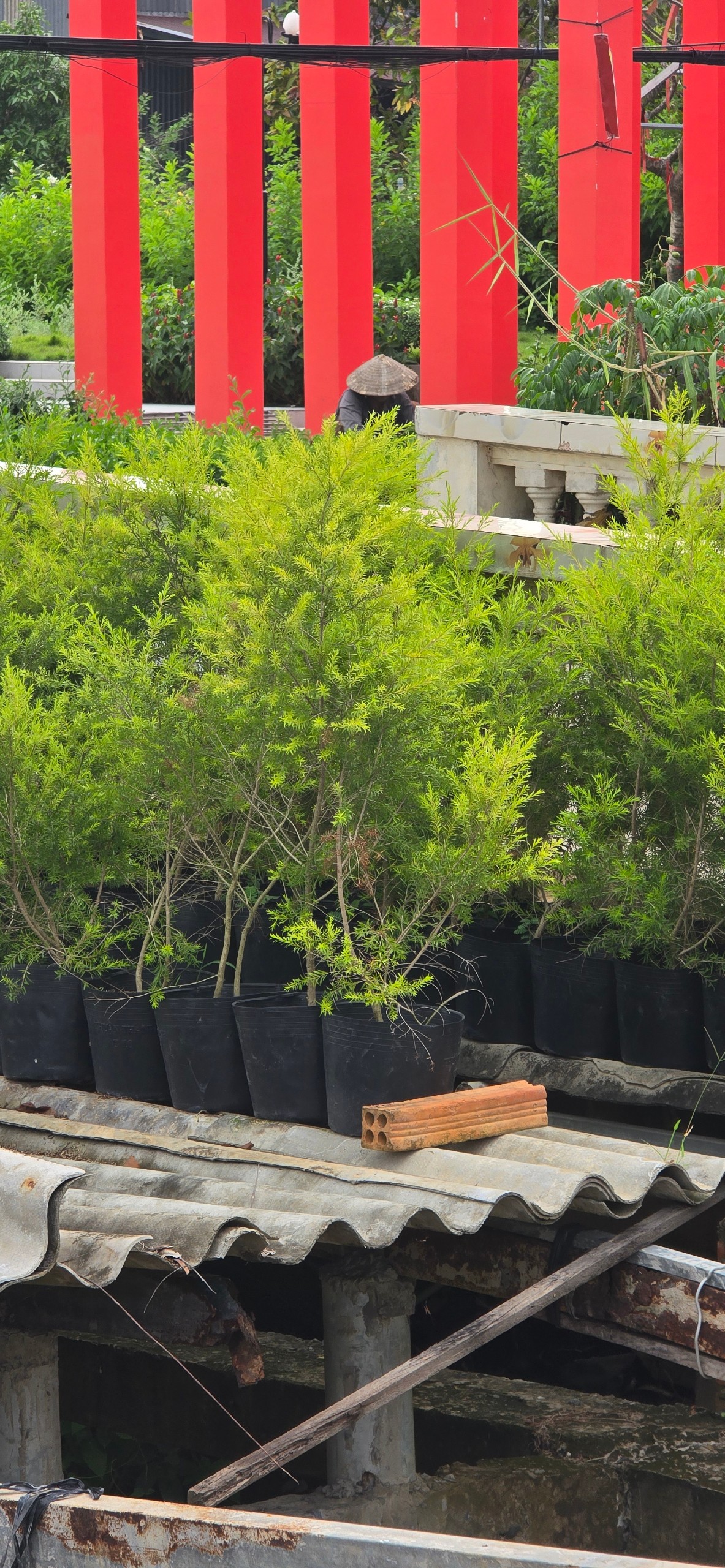 Cây Tràm Liễu Vàng