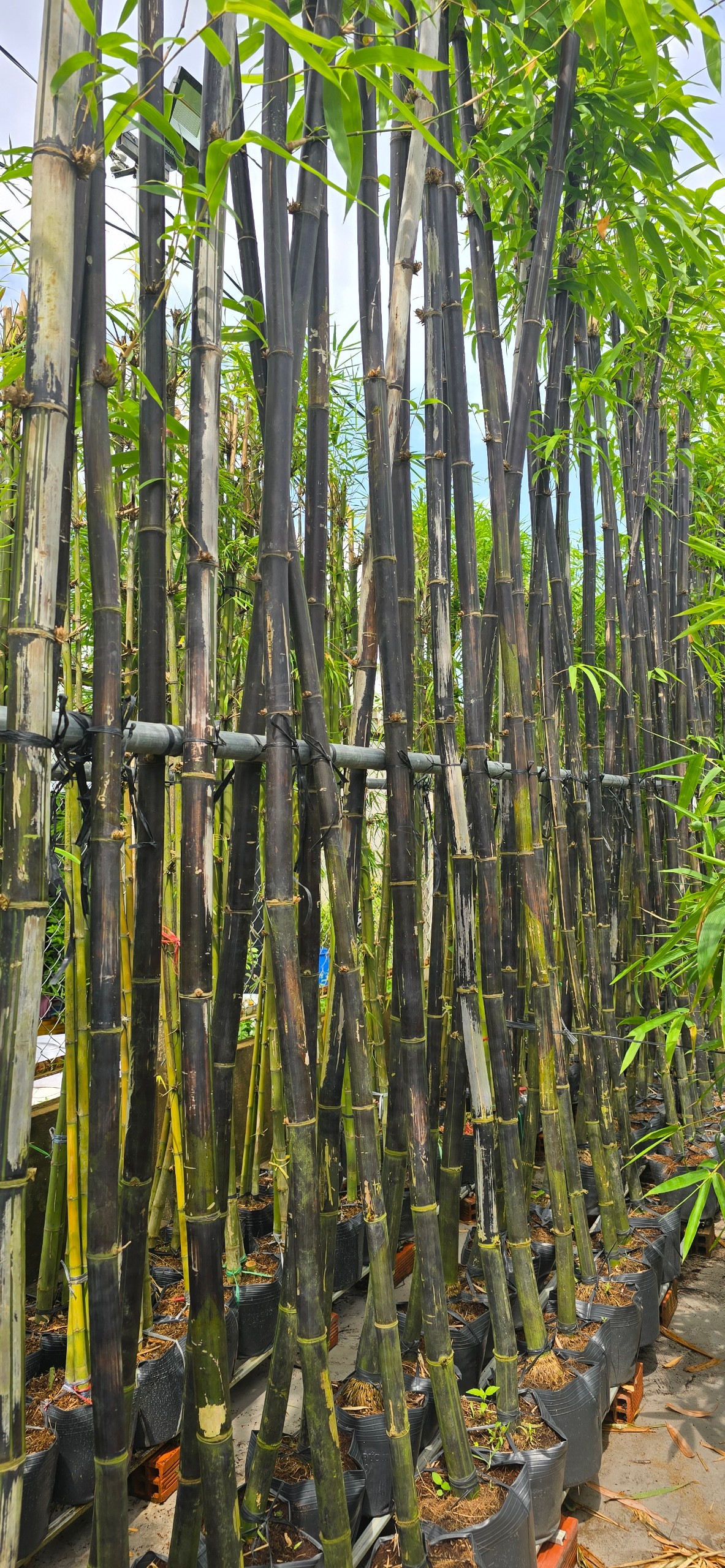 Cây Tre Đen