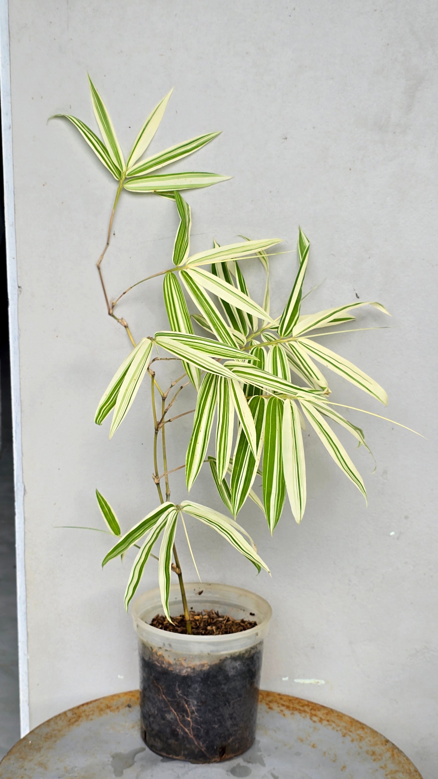 Cây Tre Var Lá Lớn