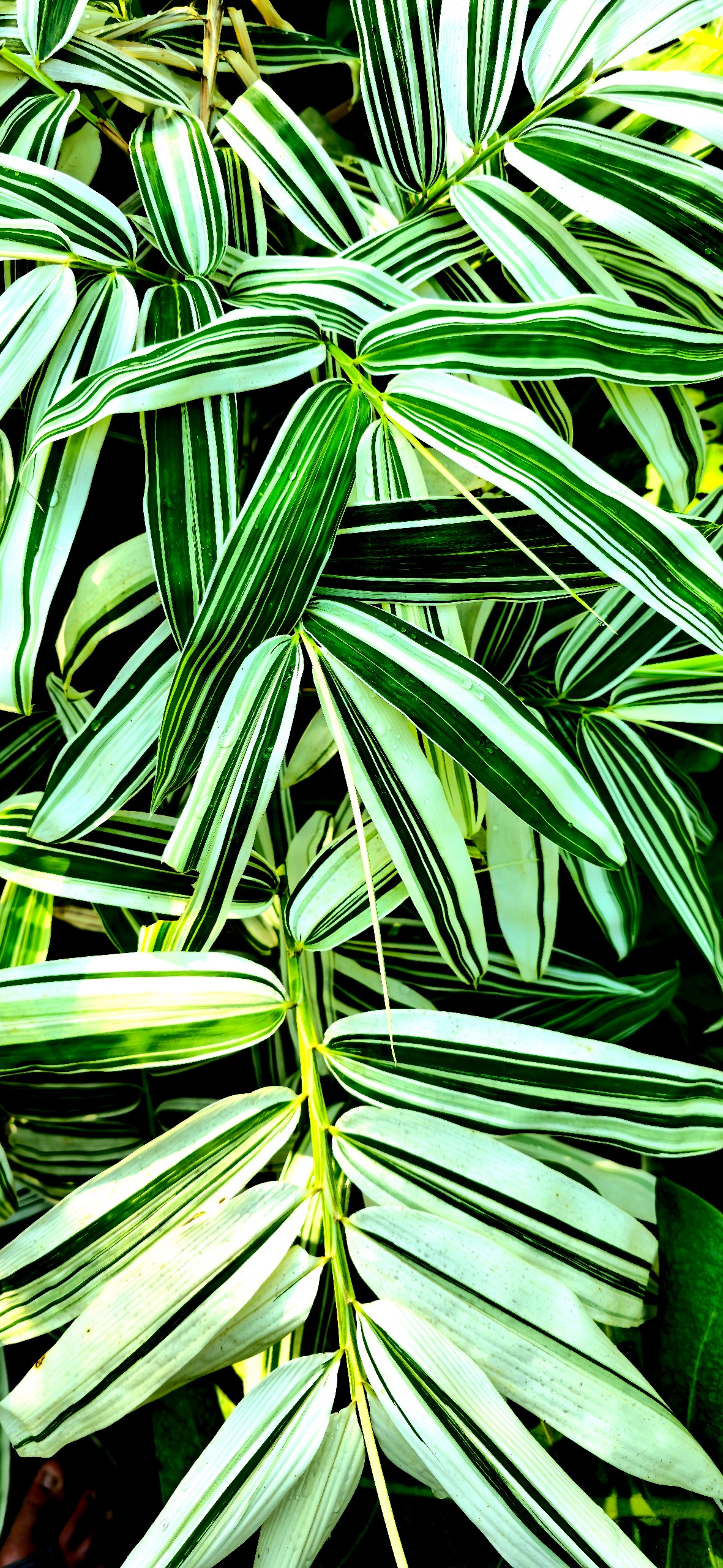 Cây Tre Var Lá Lớn