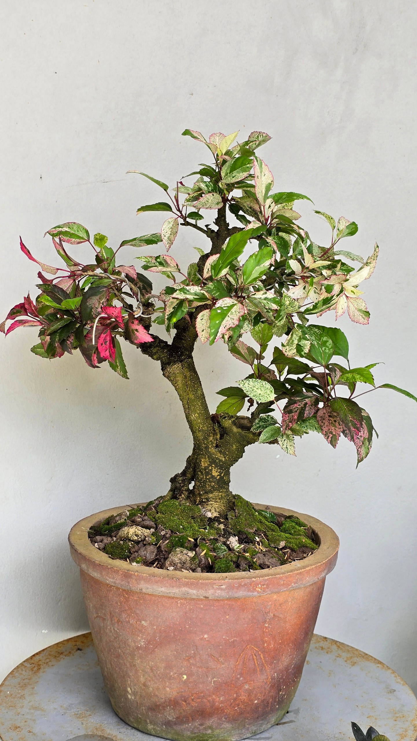 Cây Bụp Hồng Diệp