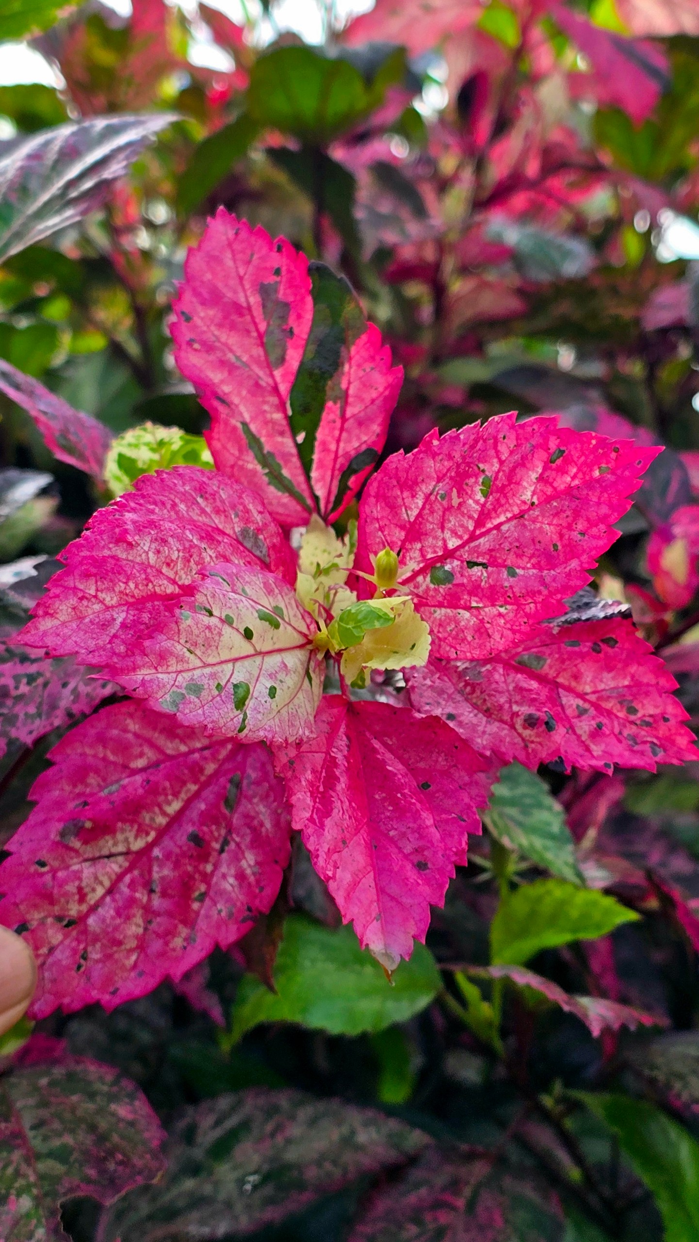 Cây Bụp Hồng Diệp