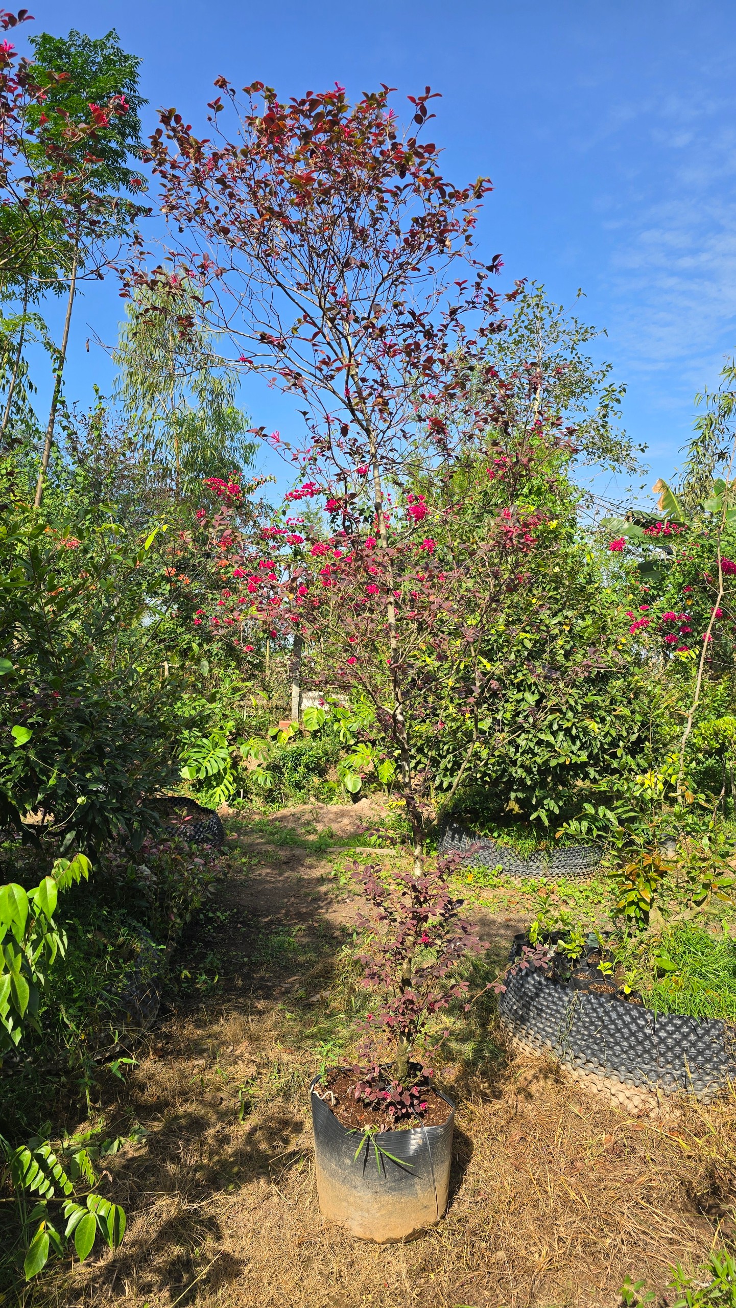 Cây Hồng Phụng Lớn