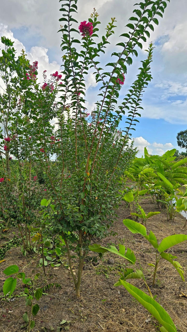 Cây Tường Vi Hoa Đỏ