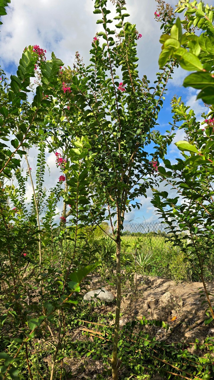 Cây Tường Vi Hoa Đỏ