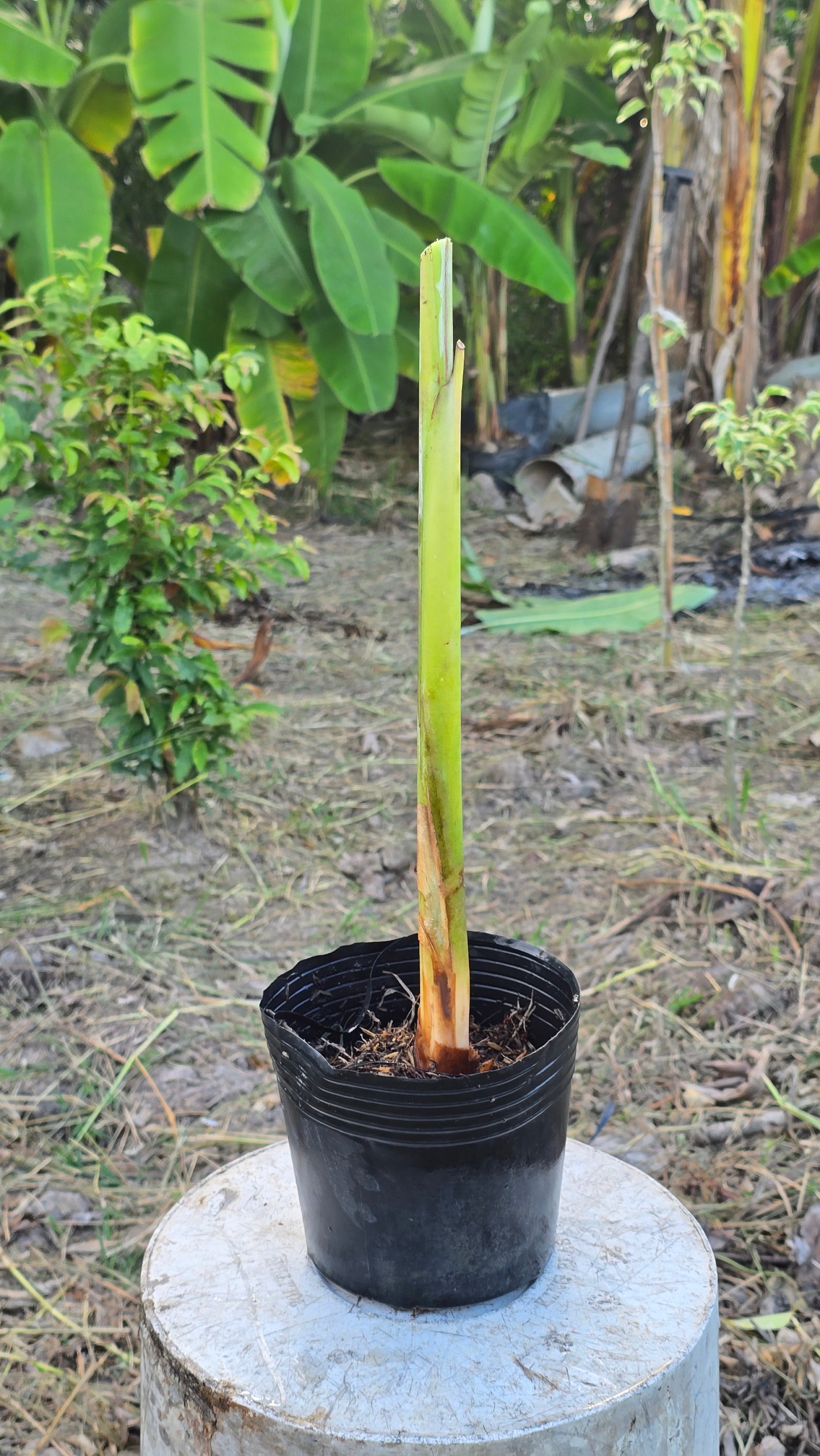 Cây Chuối "Heliconia Temptress" Sexy Red