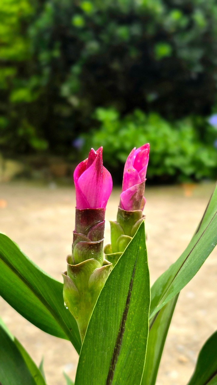 Cây Hoa Nghệ Tây