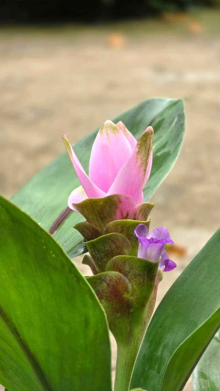 Cây Hoa Nghệ Tây