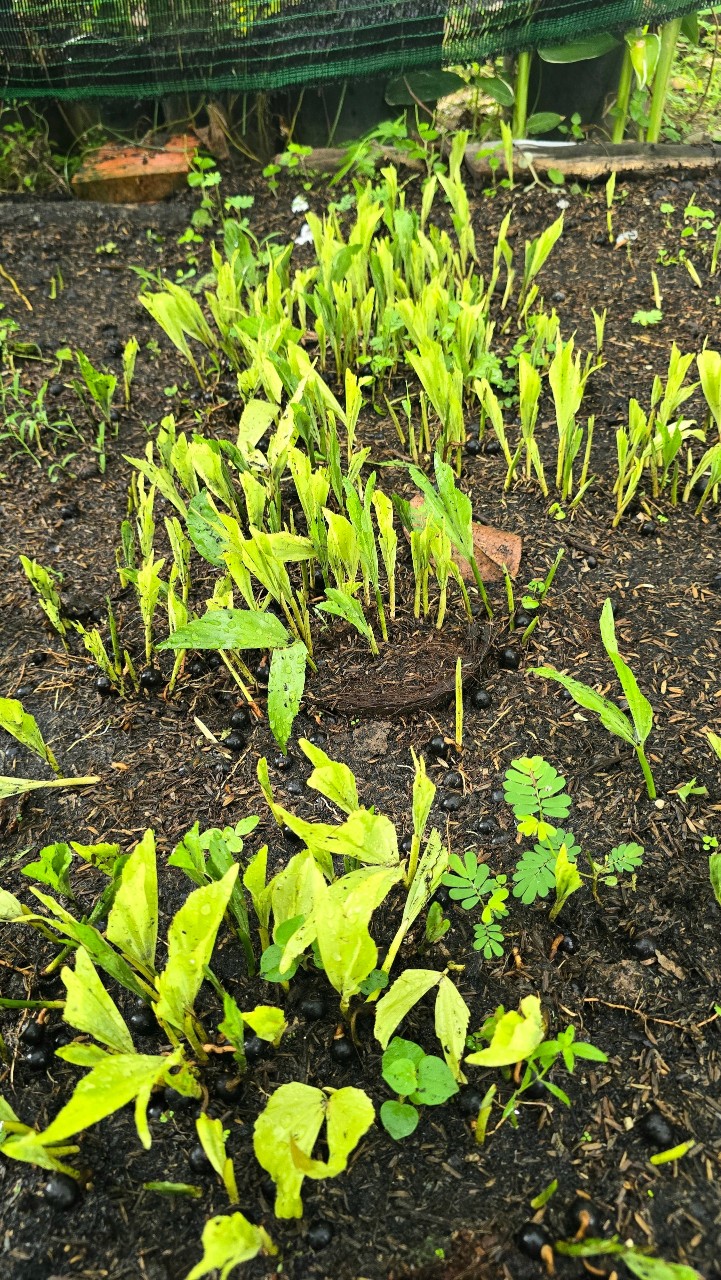 Cây Đủng Đỉnh Var (Hạt Giống)