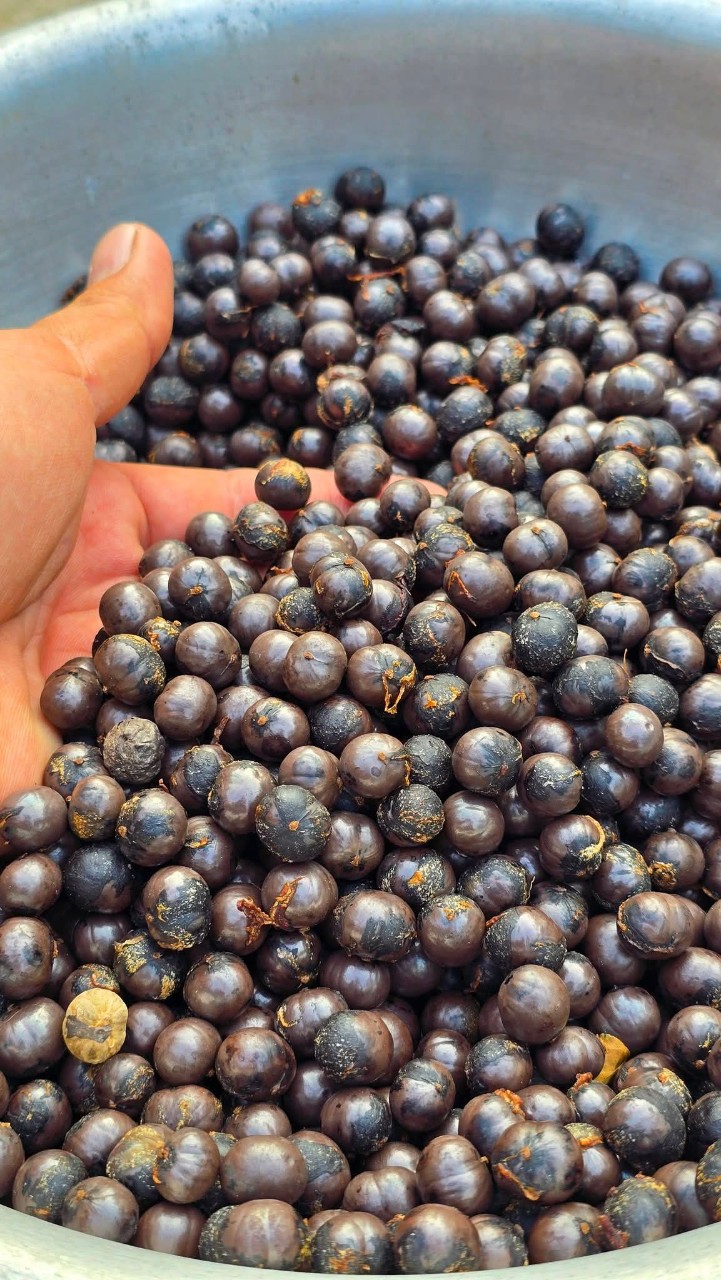 Cây Đủng Đỉnh Var (Hạt Giống)