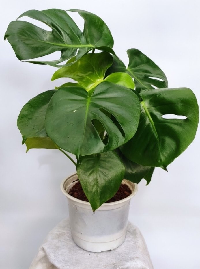 Cây Monstera Deliciosa