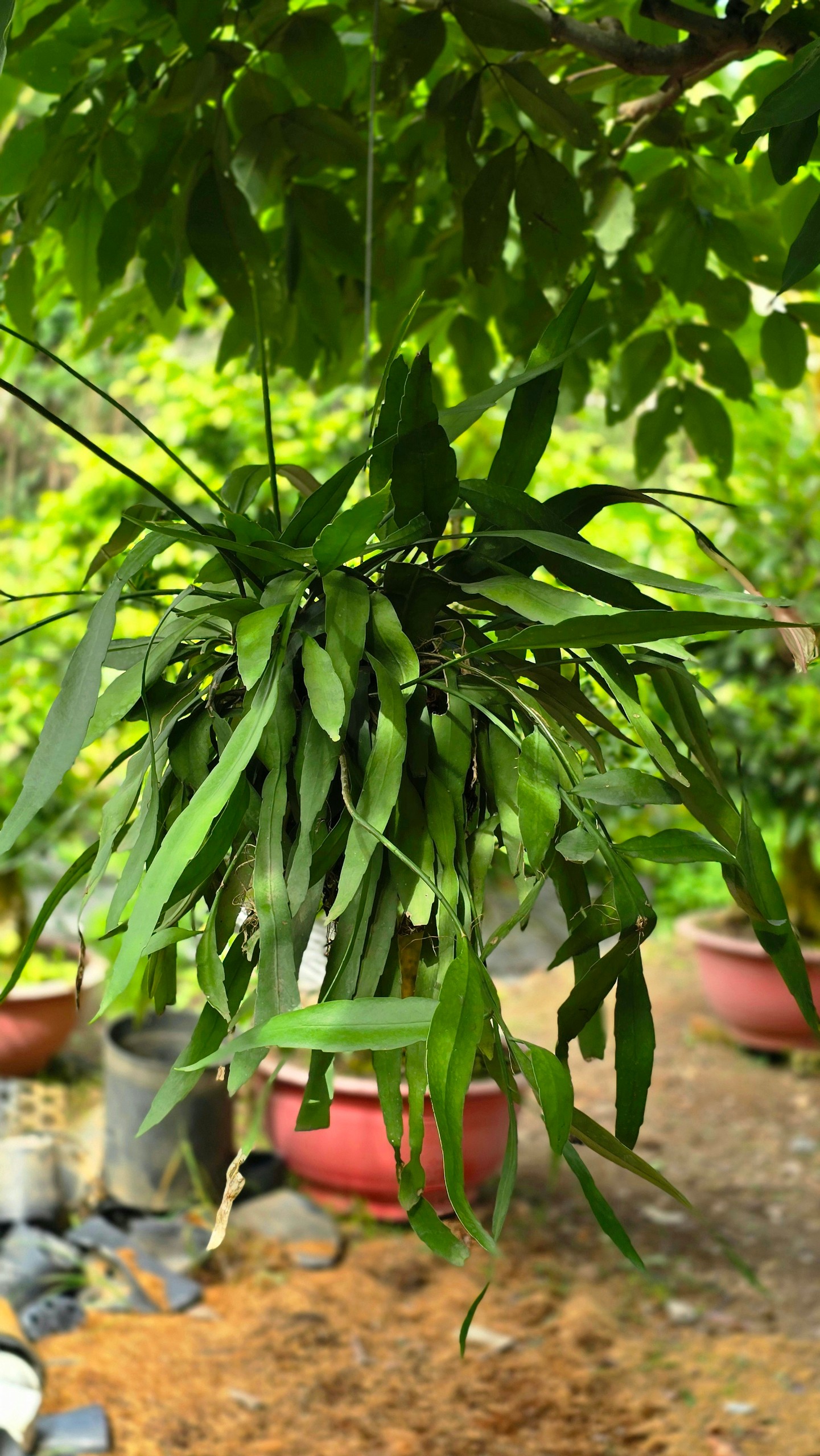 Cây Quỳnh Hoa Trắng Kokedama