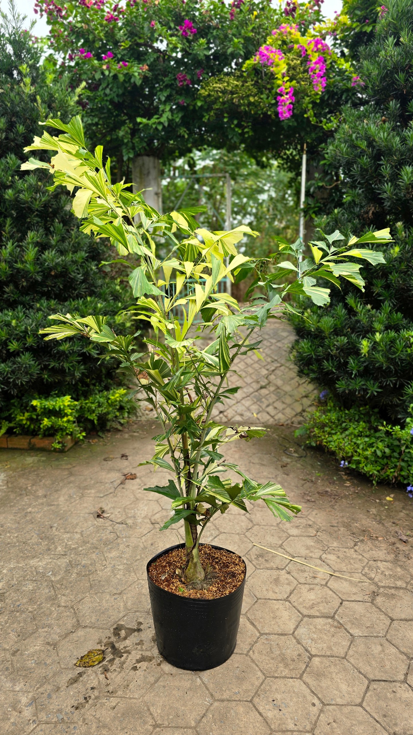 Cây Đủng Đỉnh Var