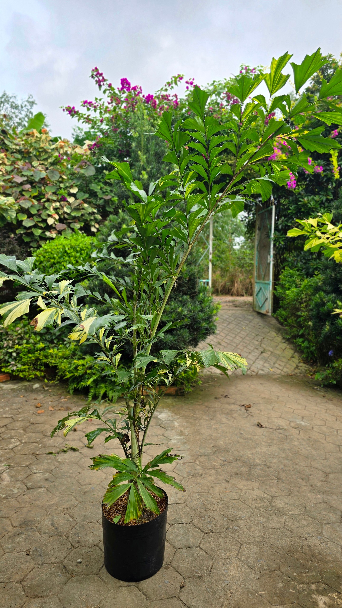 Cây Đủng Đỉnh Var