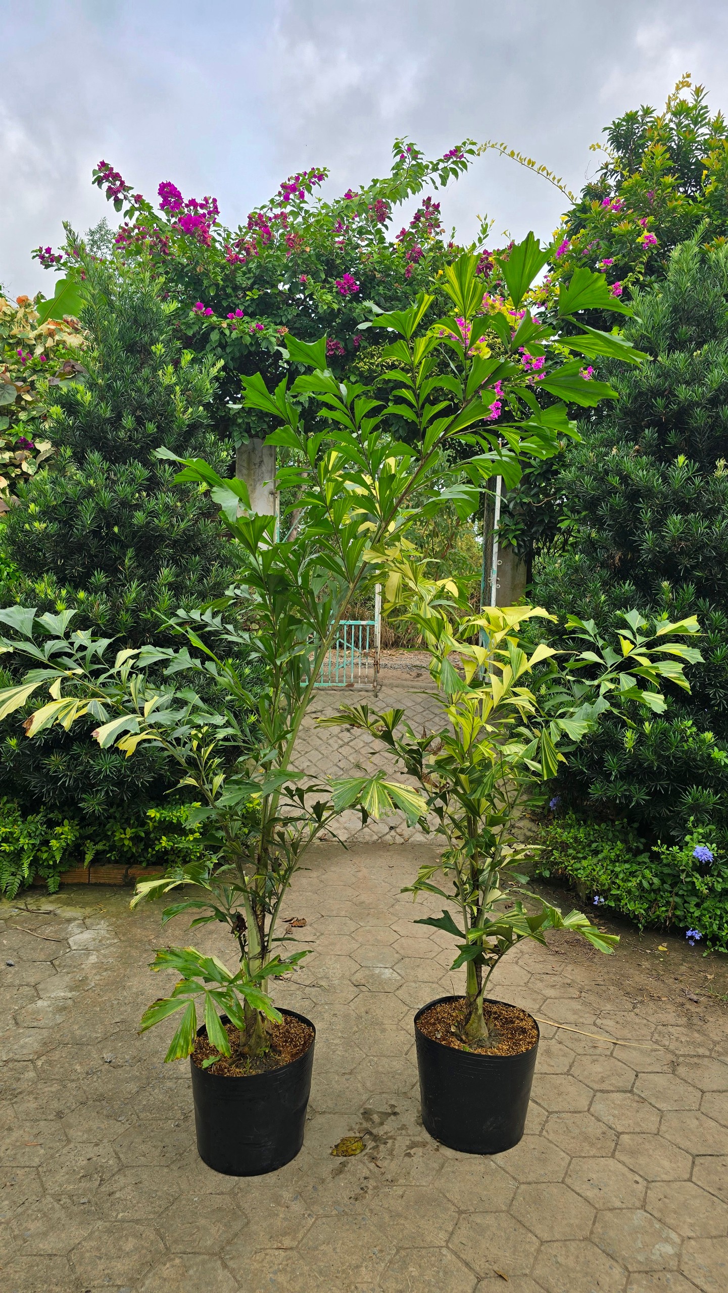 Cây Đủng Đỉnh Var