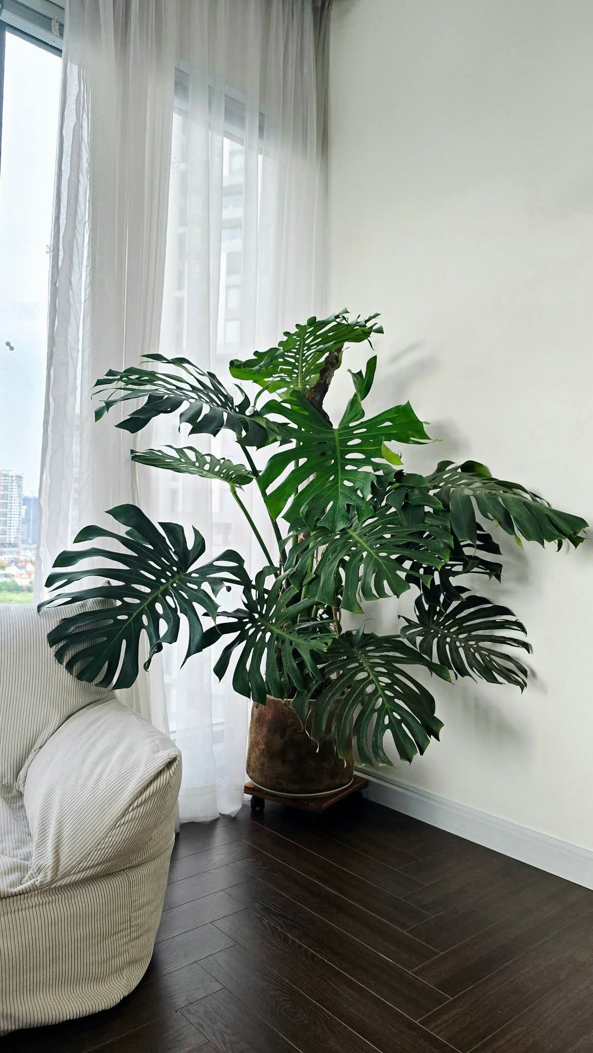 Cây Monstera Deliciosa