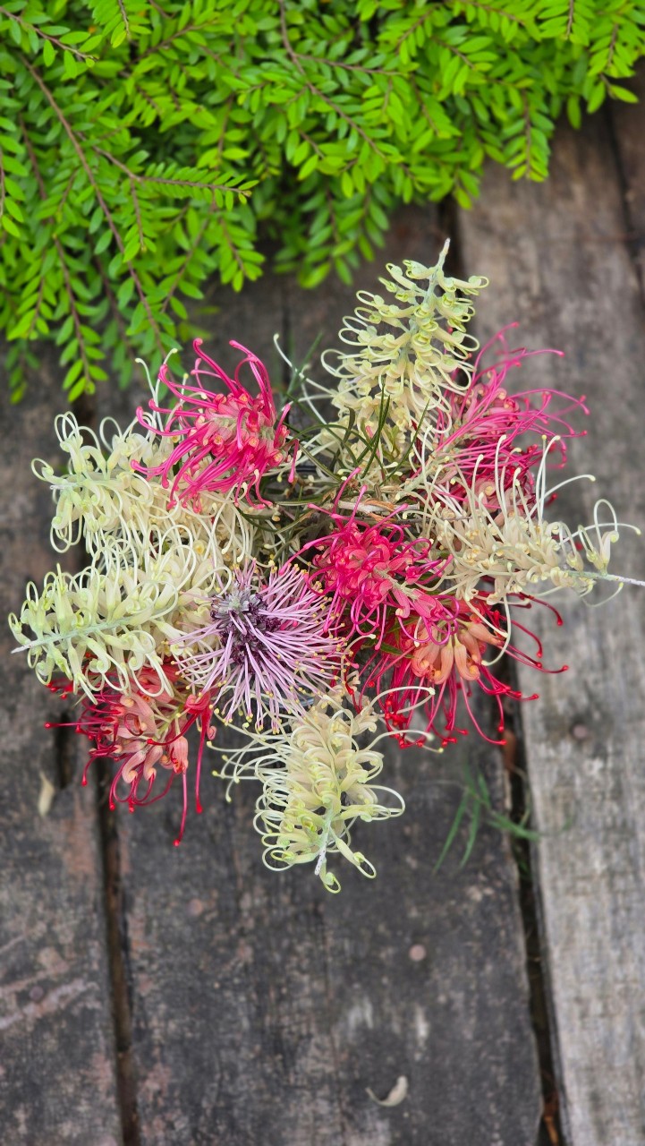 Hoa Nhện Đa Sắc (Hoa Cánh Phượng) – Nhánh Chiết Khỏe