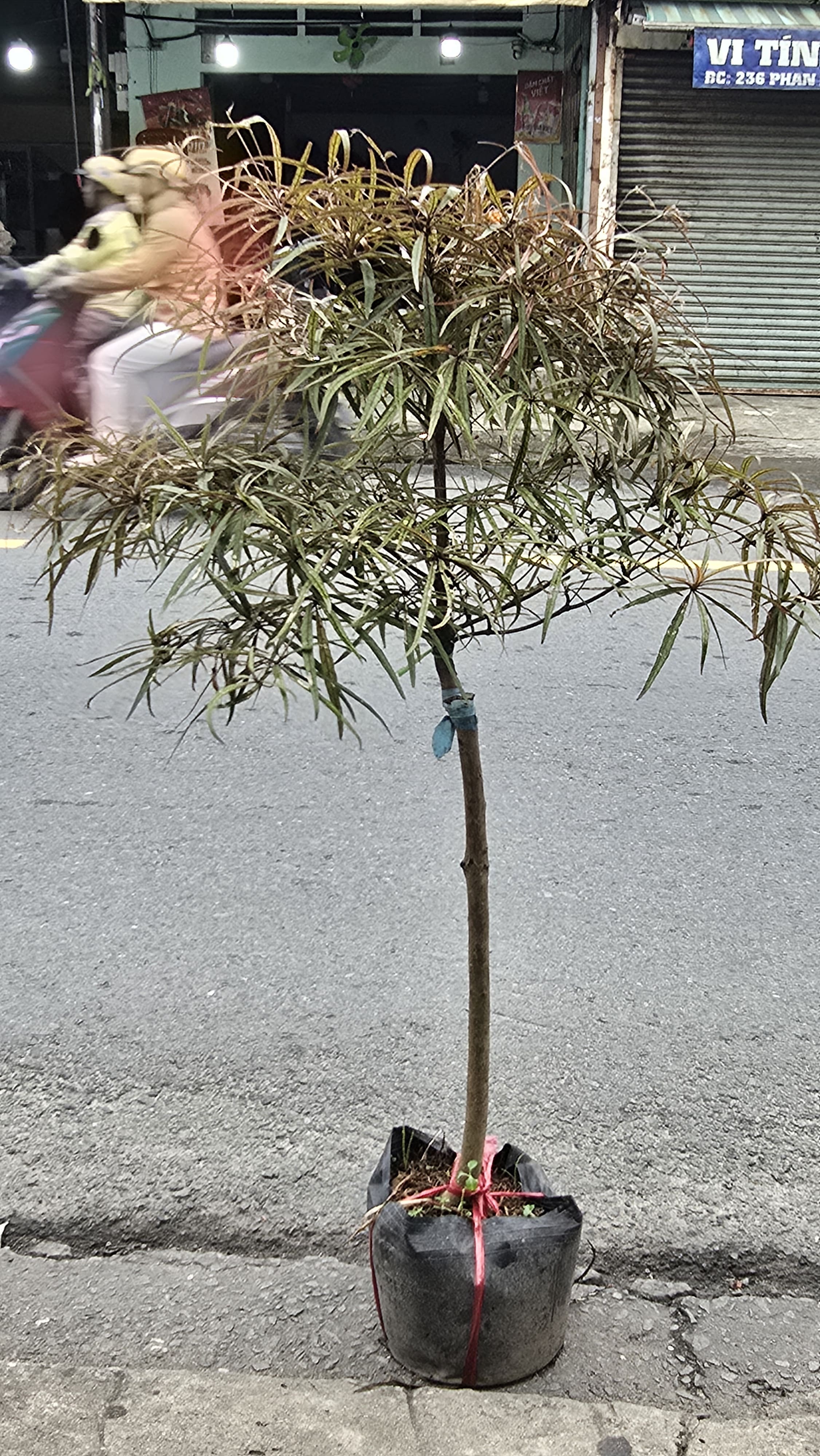 Cây Bàng Quý Phi
