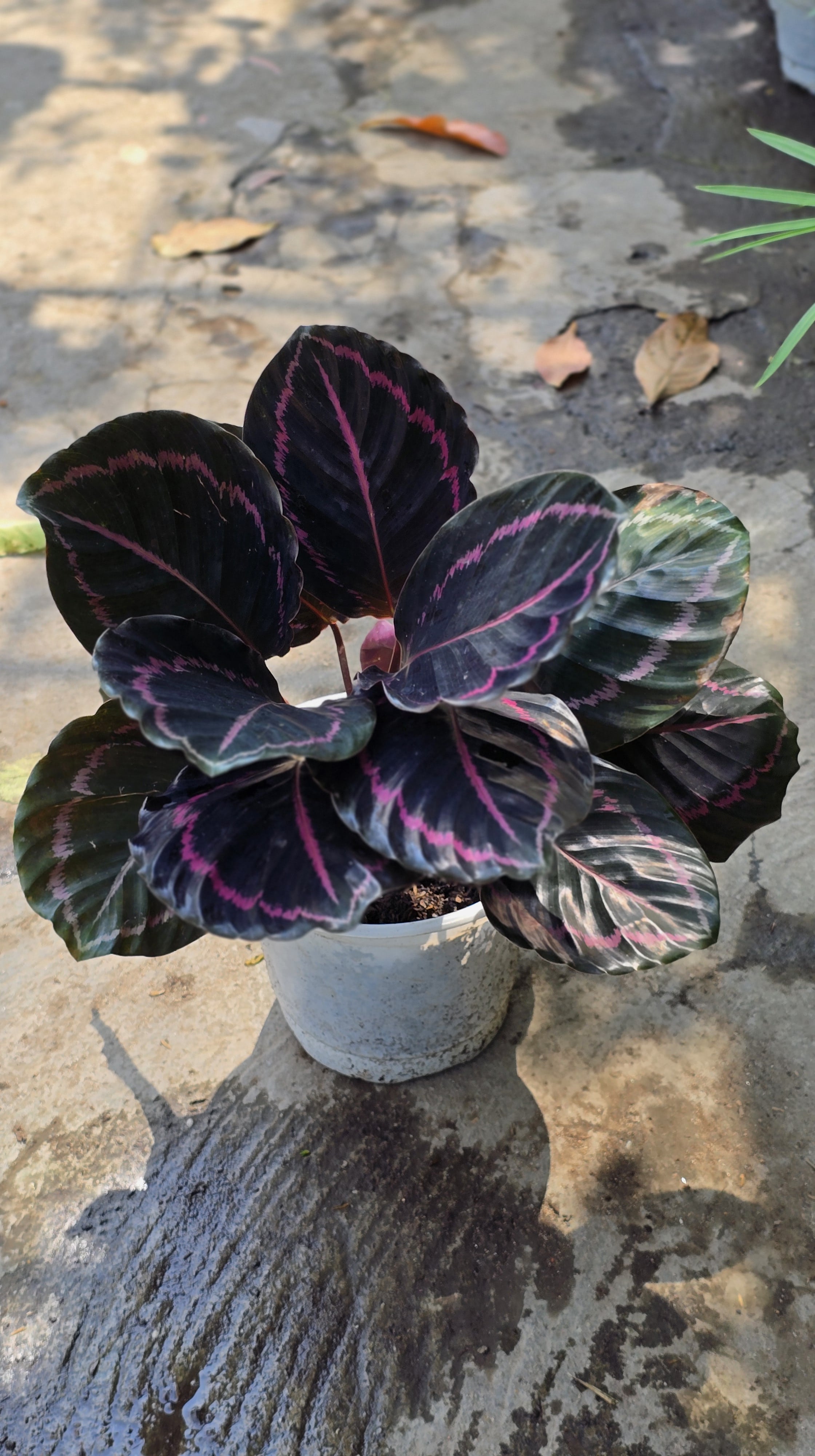 Cây Đuôi Công MS14