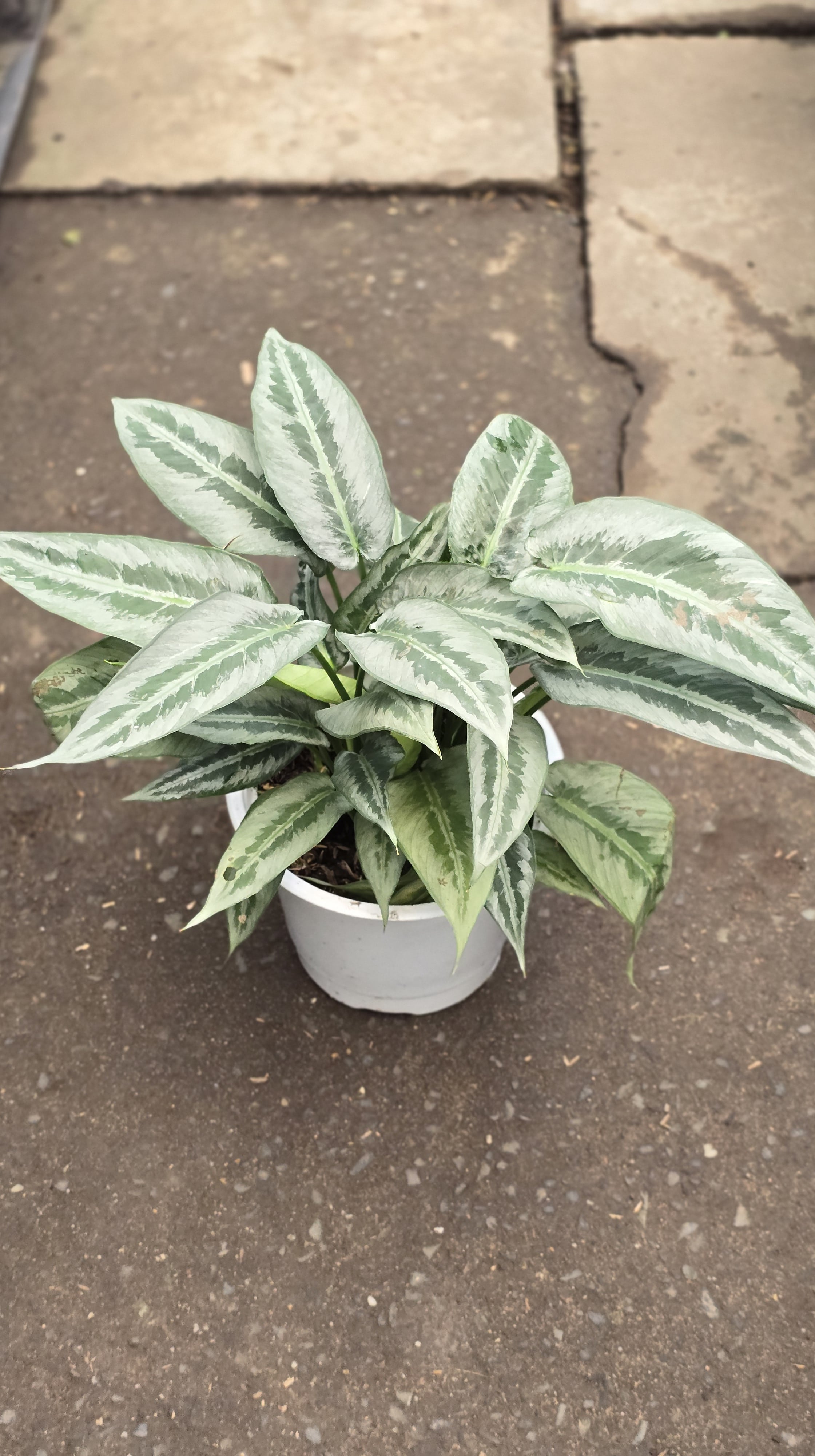 Cây Mường Thái Bạc