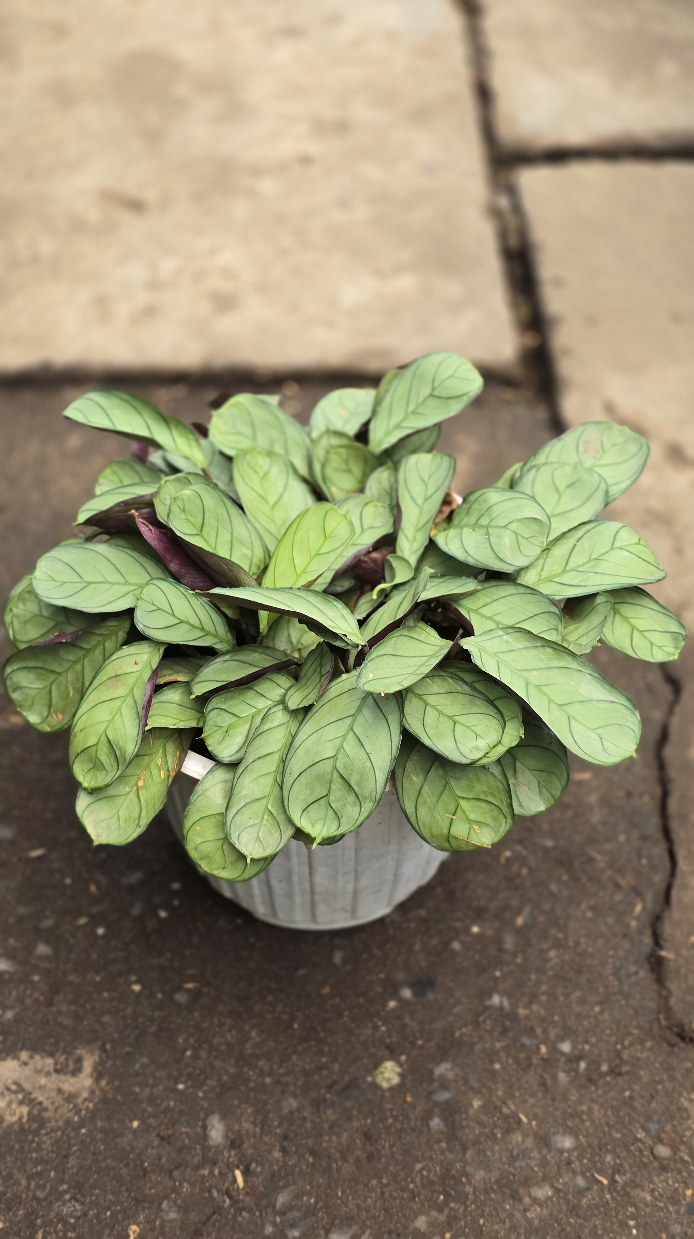 Cây Đuôi Công MS03