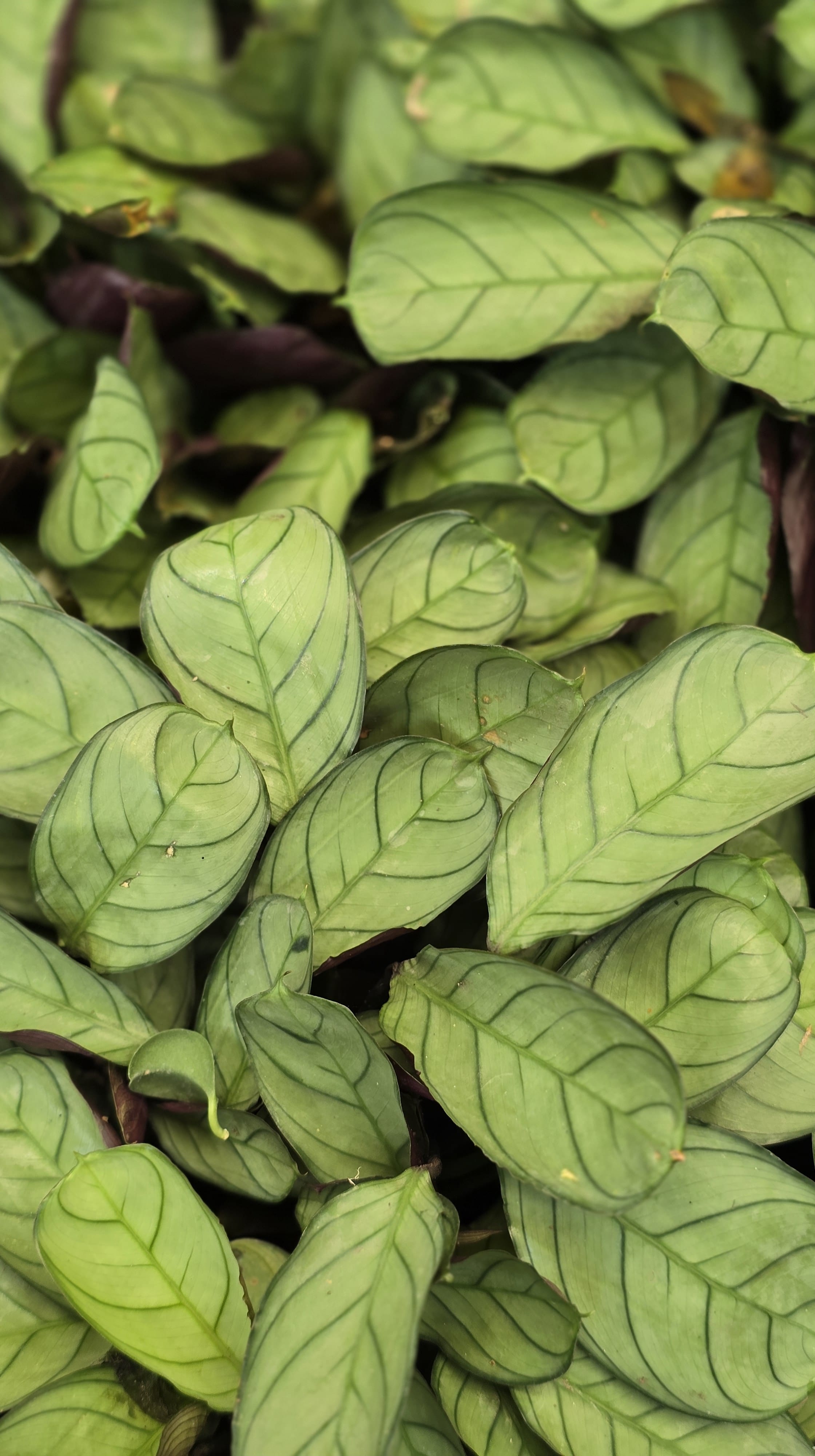 Cây Đuôi Công MS03