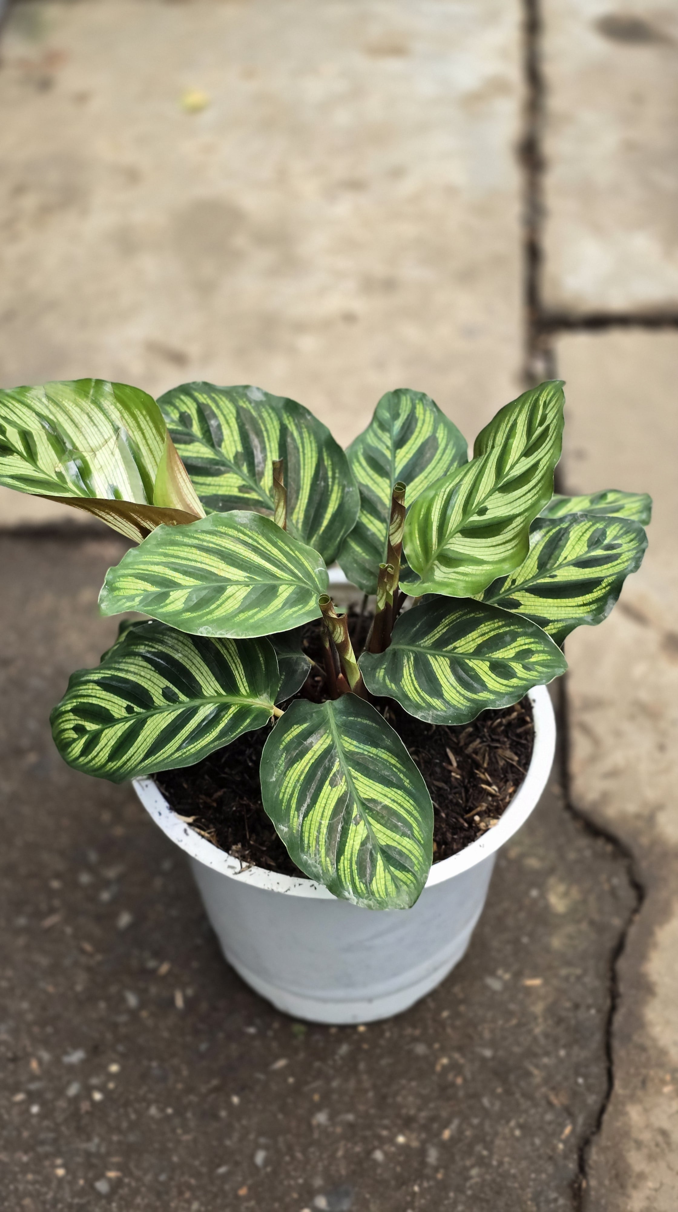 Cây Đuôi Công MS17