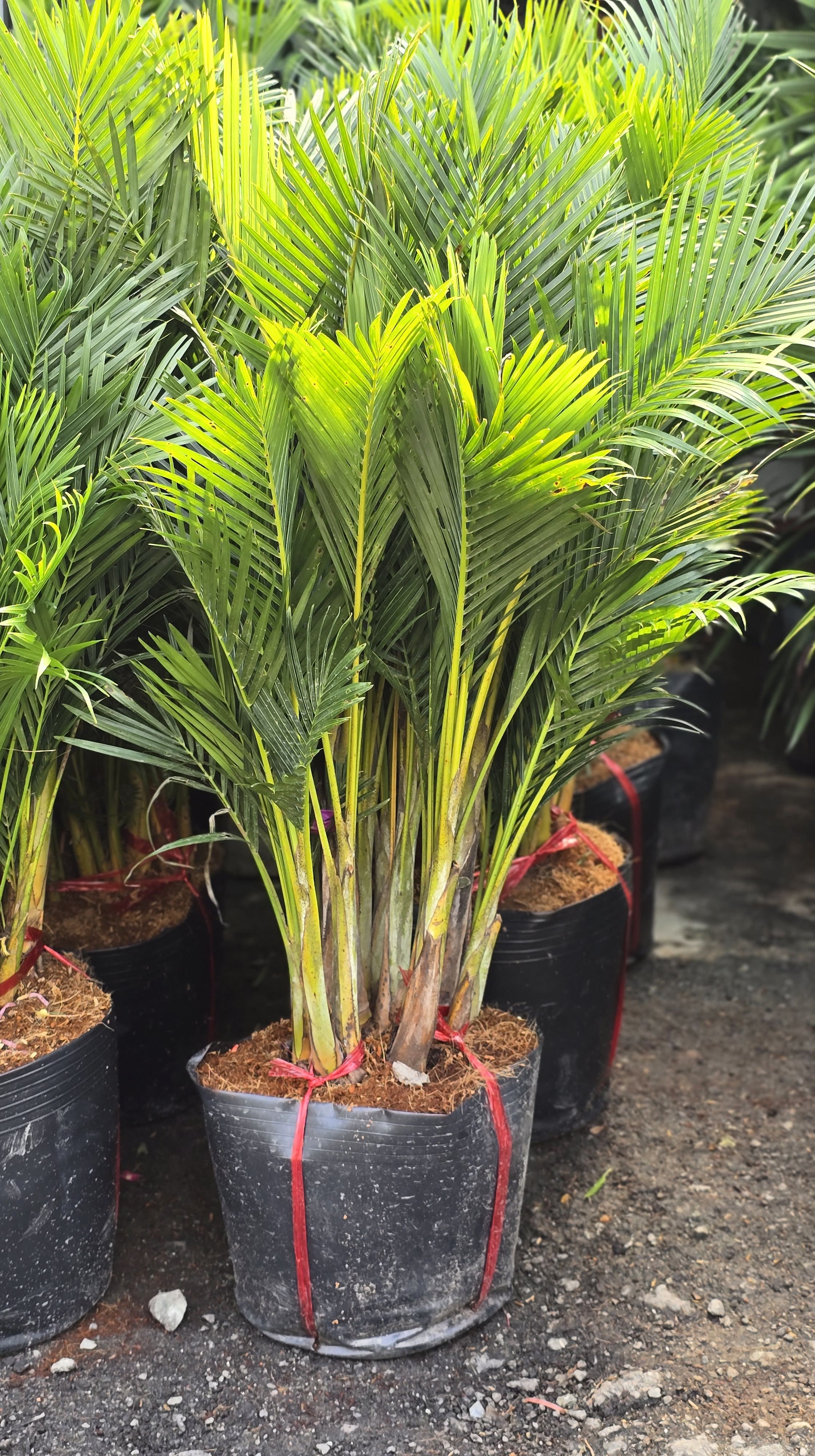 Cây Cau Vàng Nhật